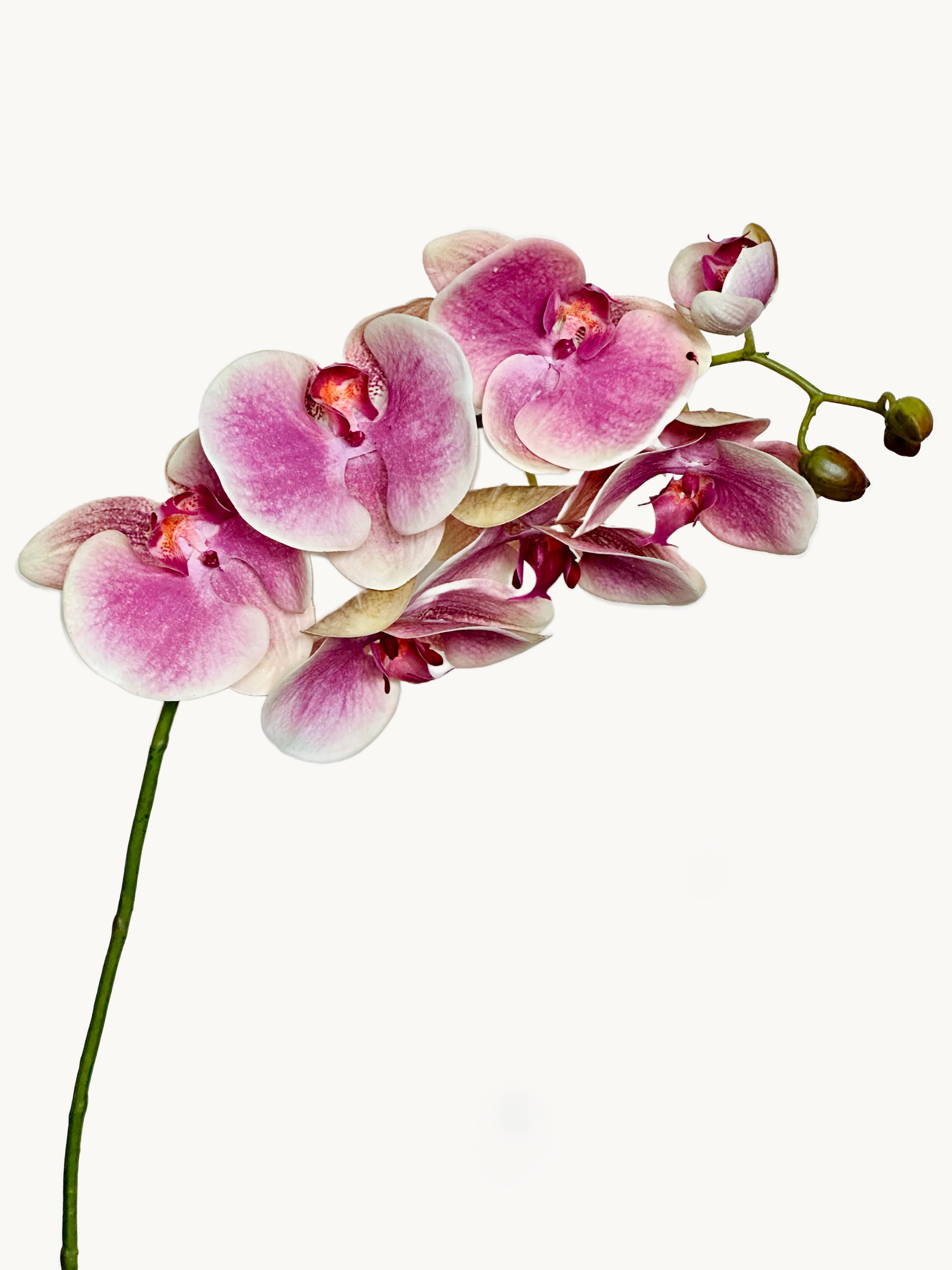 Amaranton 39.4" Real Touch Moth Orchid with 6 Blooms and 1 Bud - Pink