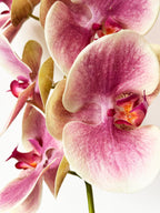 Amaranton 39.4" Real Touch Moth Orchid with 6 Blooms and 1 Bud - Pink