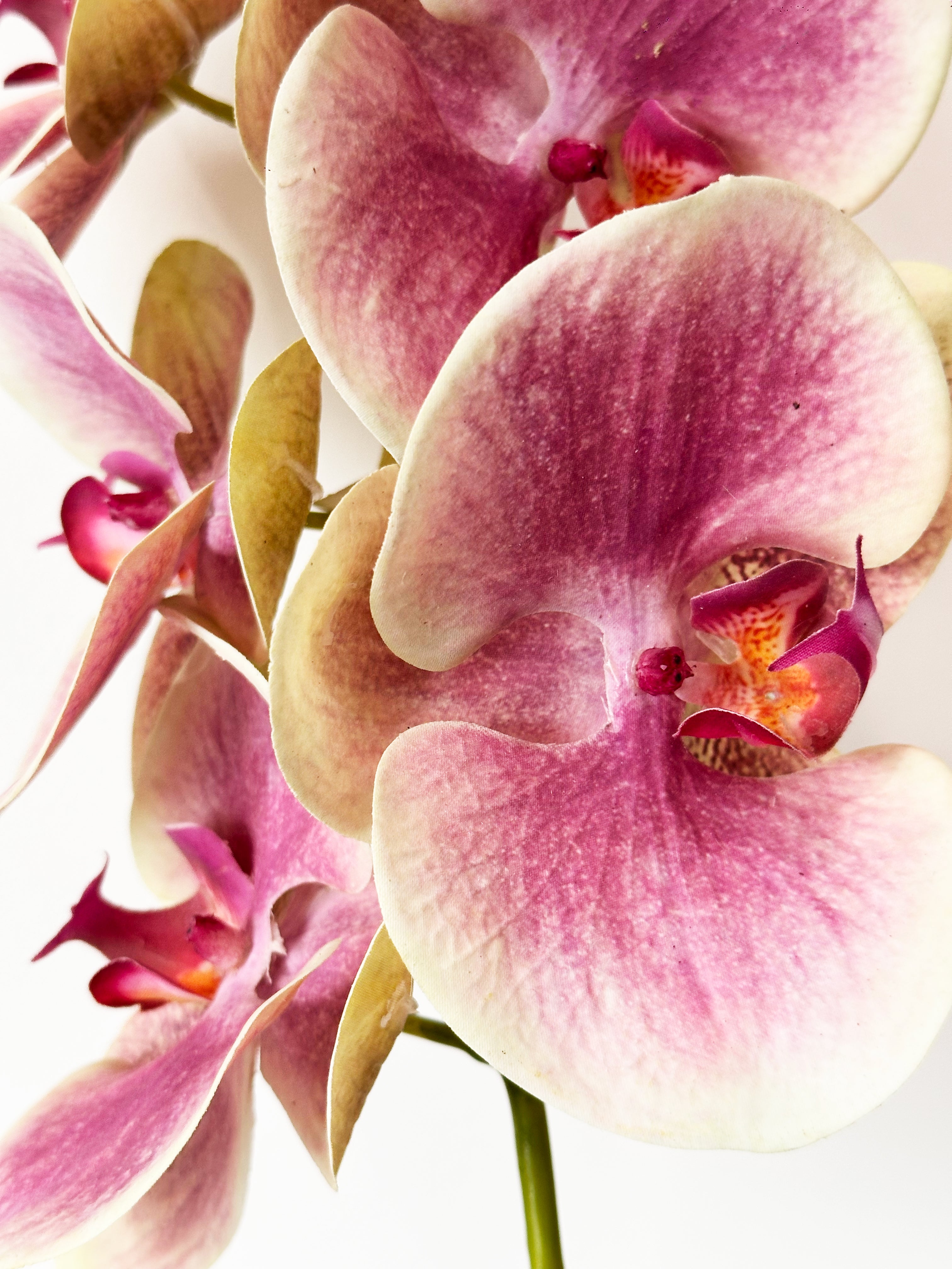 Amaranton 39.4" Real Touch Moth Orchid with 6 Blooms and 1 Bud - Pink