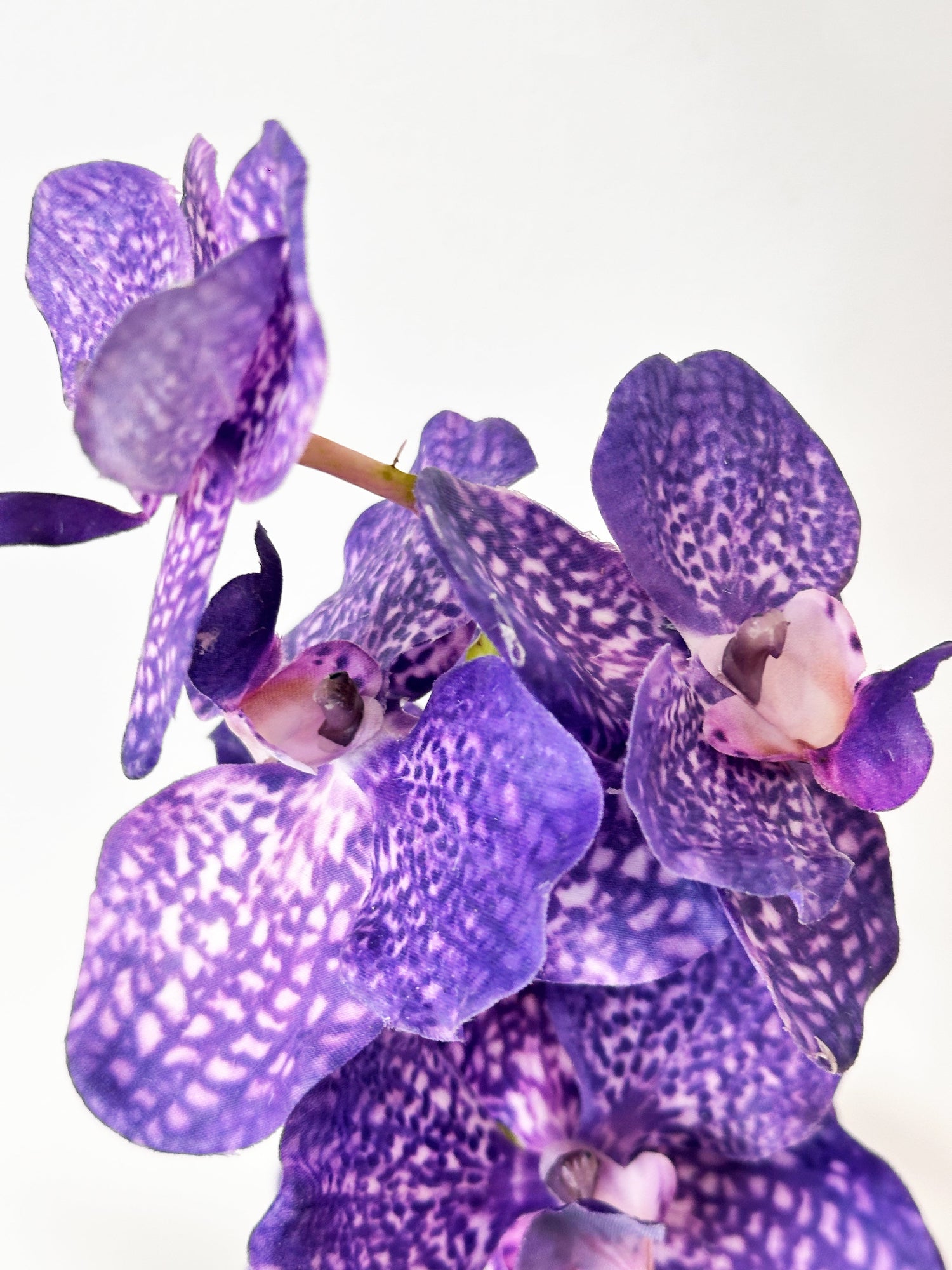 Amaranton™ 23" RealTouch™ Vanda Orchid with Leaves - Violet