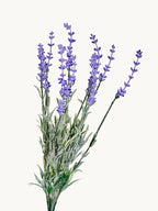 Amaranton Elegance 10-tine Faux Lavender