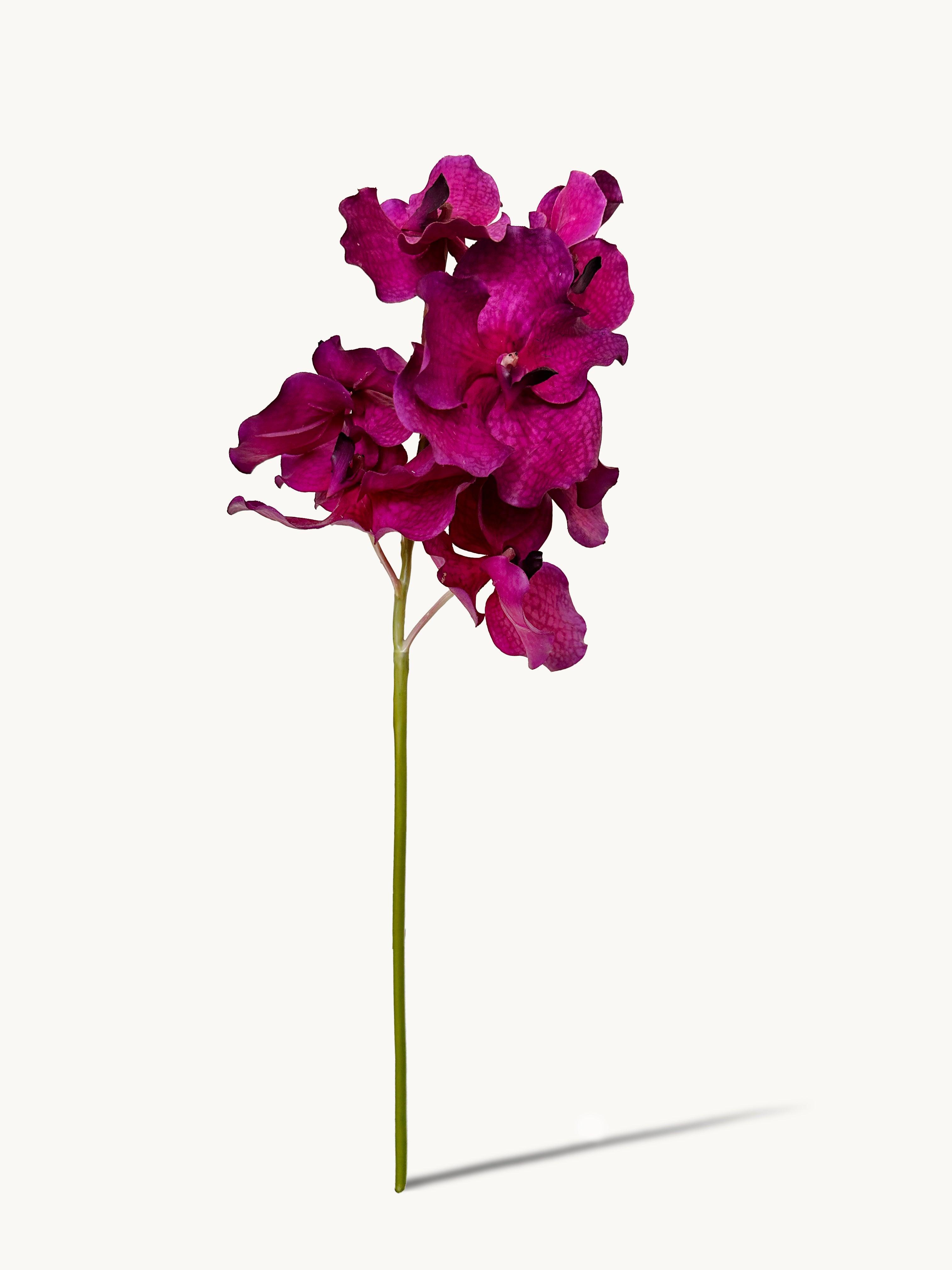 Amaranton 24" Real touch Vanda Orchid - Reddish Purple