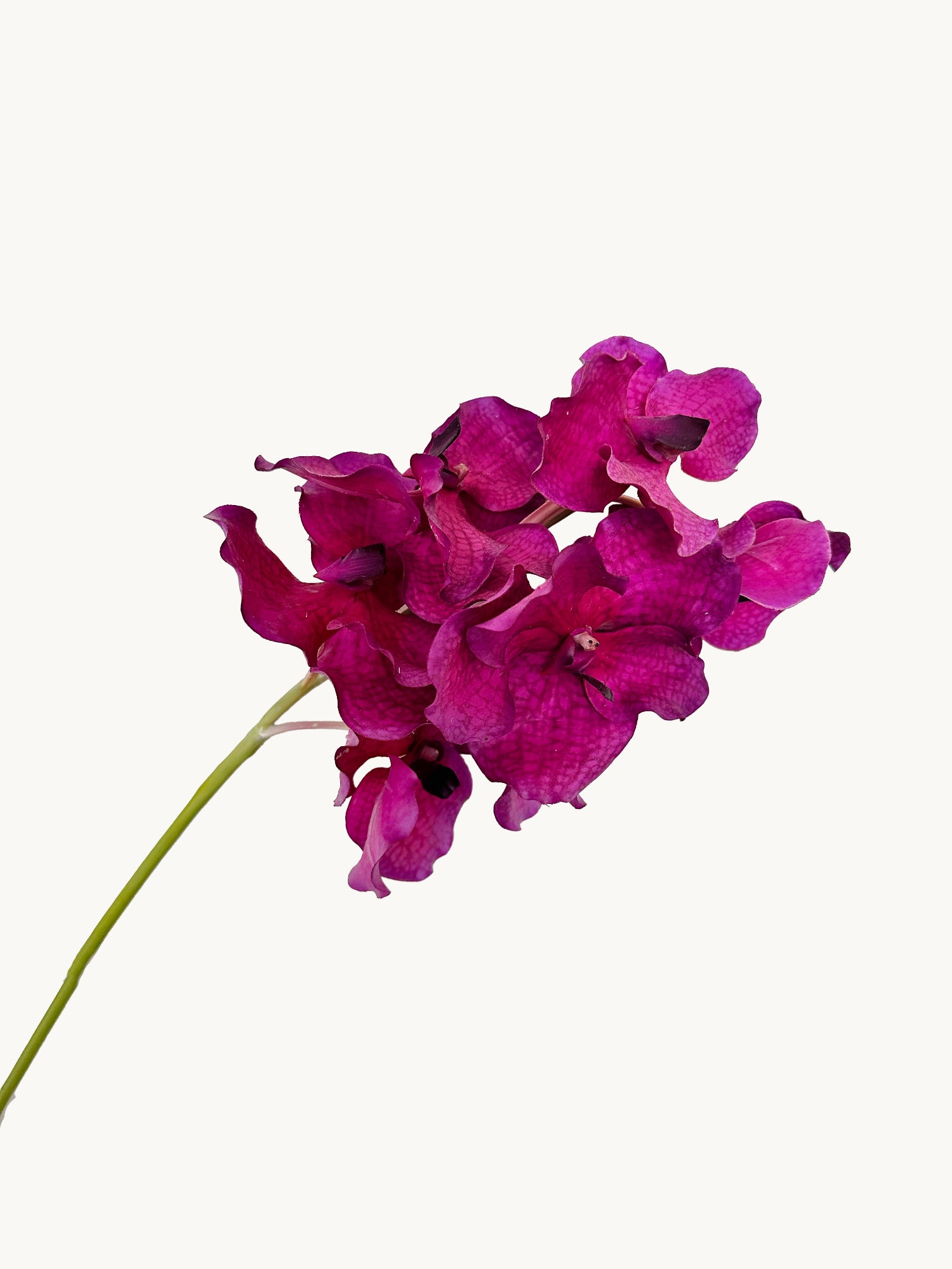 Orquídea Vanda Amaranton de 24" con tacto real - Morado rojizo