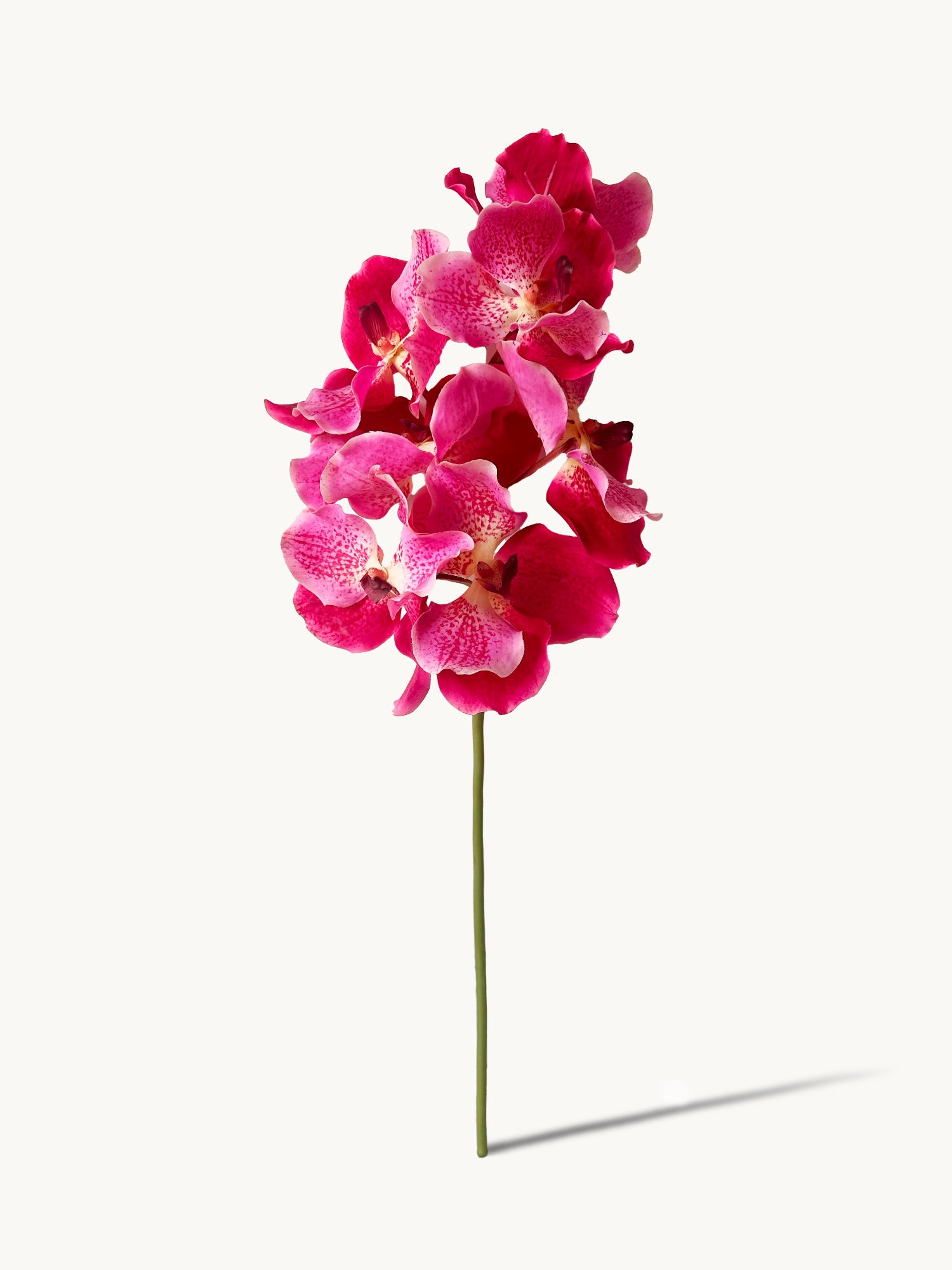Orquídea Vanda Amaranton de 24" con tacto real - Fucsia