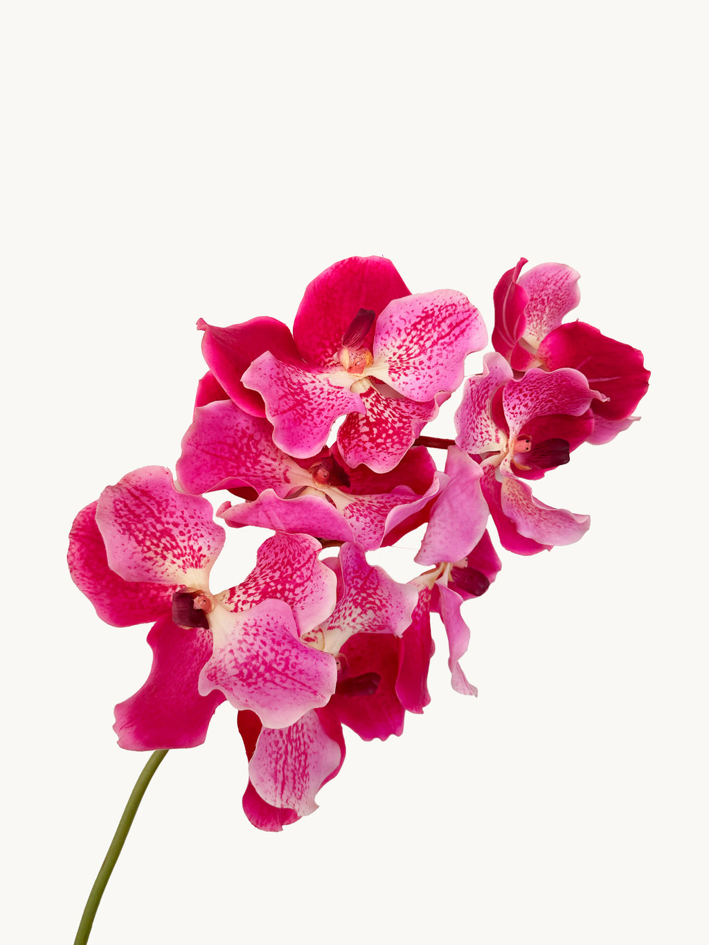Amaranton 24" Real touch Vanda Orchid - Fuchsia