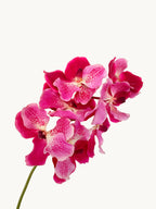 Amaranton 24" Real touch Vanda Orchid - Fuchsia