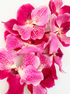 Amaranton 24" Real touch Vanda Orchid - Fuchsia