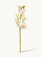 Amaranton 32" Real touch 10 - Bloom Cymbidium Orchid - Cream White