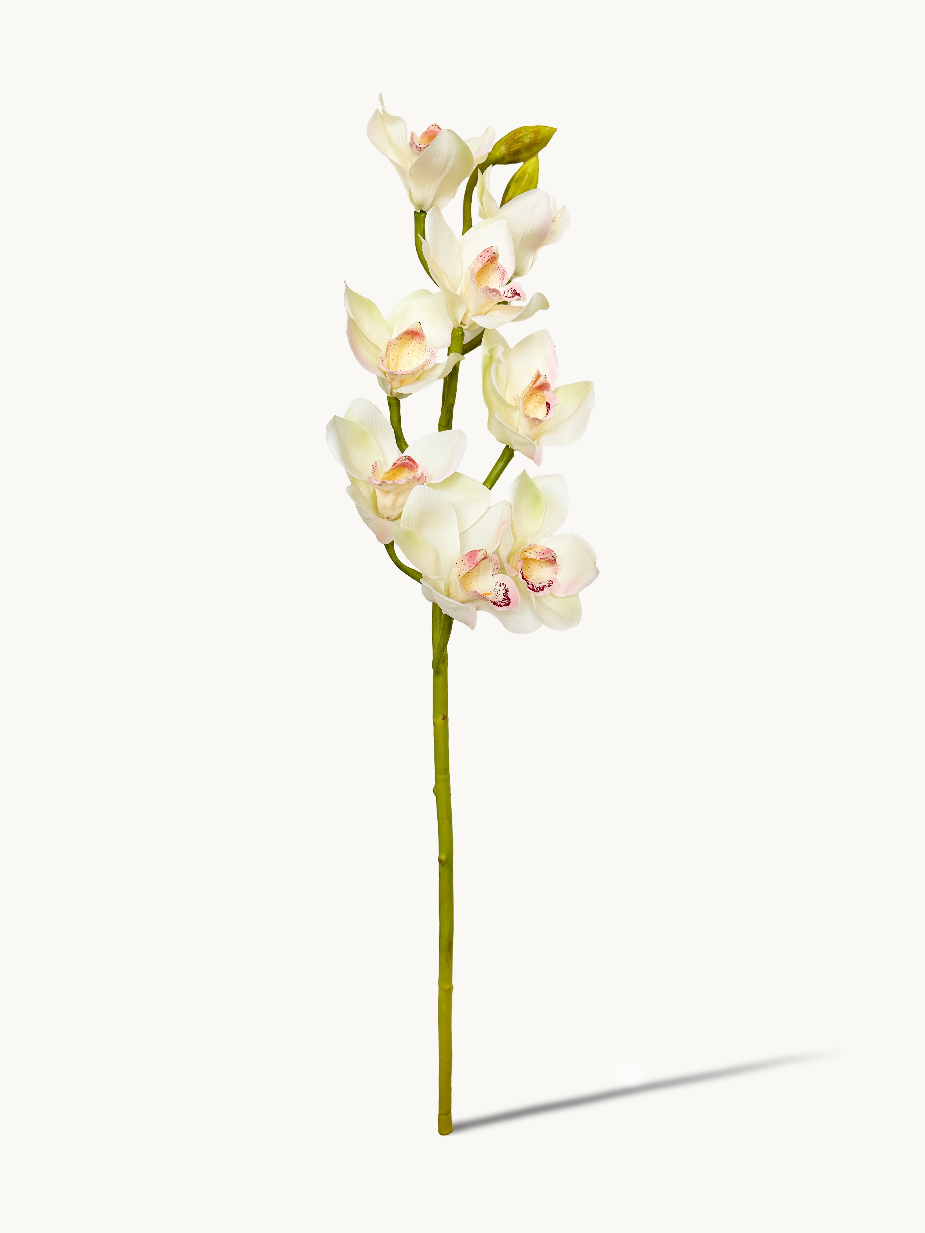 Amaranton 32" Real touch 10 - Bloom Cymbidium Orchid - Cream White