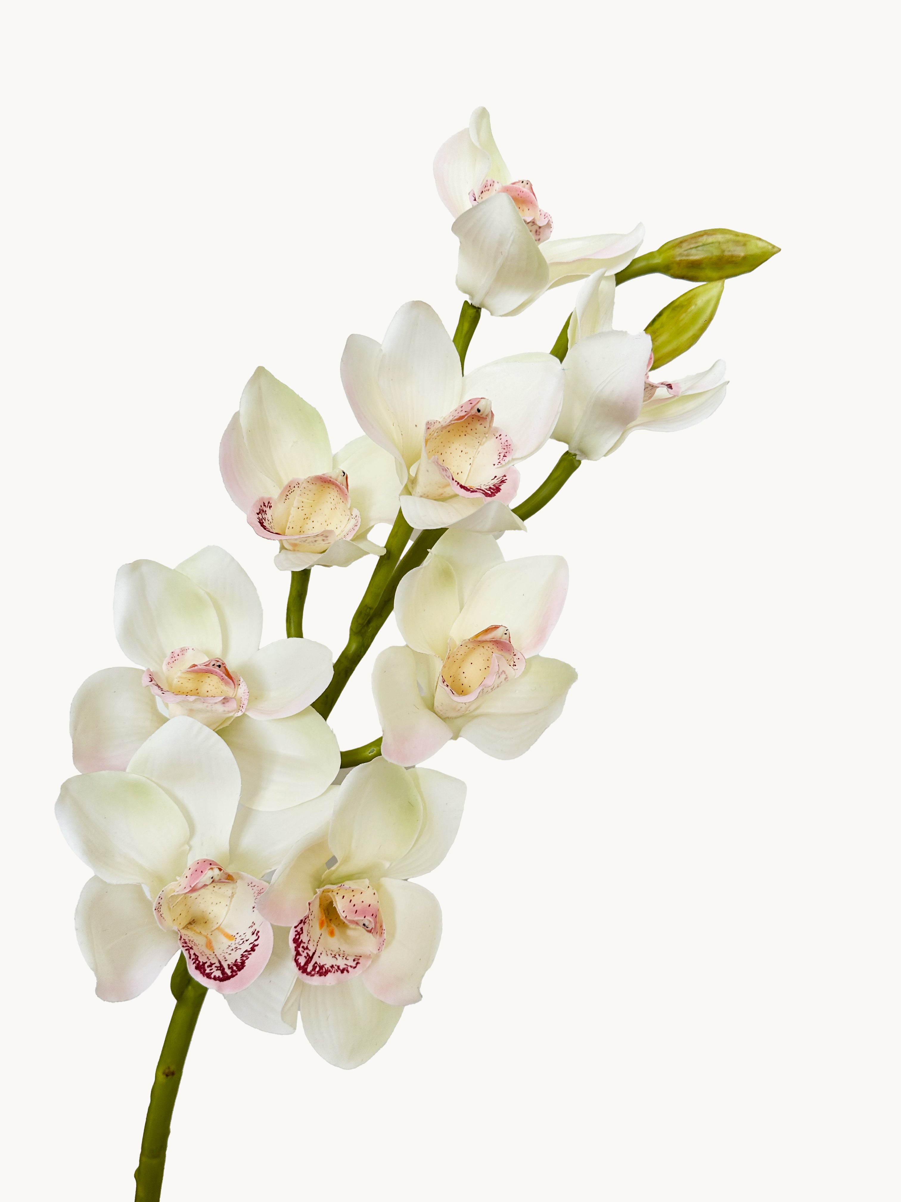 Amaranton 32" Real touch 10 - Bloom Cymbidium Orchid - Cream White