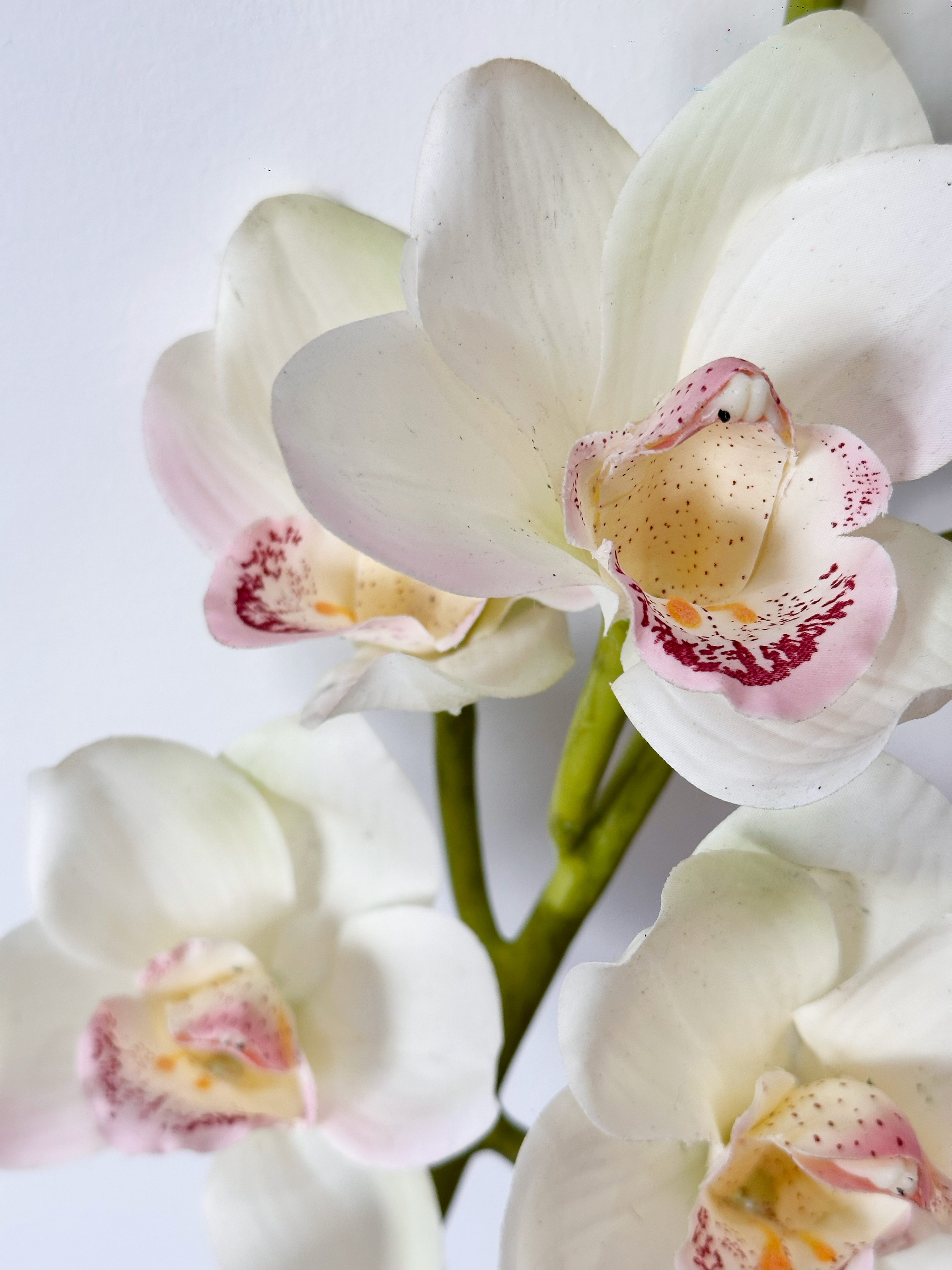 Amaranton 32" Real touch 10 - Bloom Cymbidium Orchid - Cream White