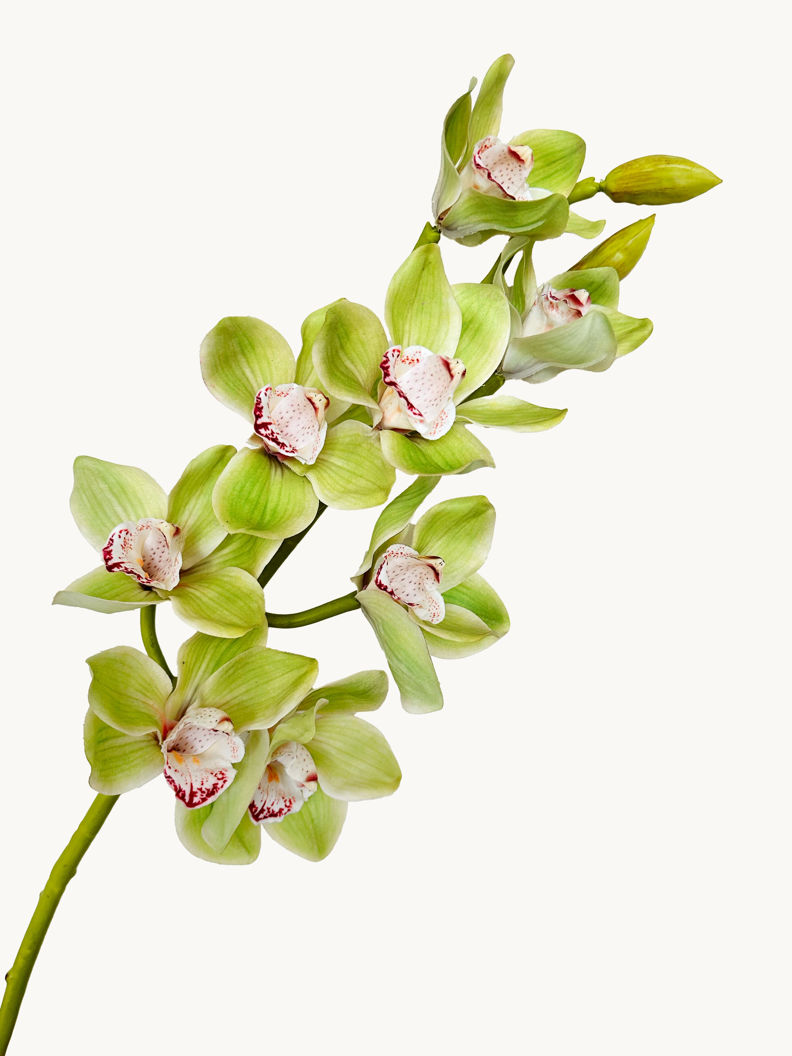 Amaranton 32" Real Touch Cymbidium Orchid - Green