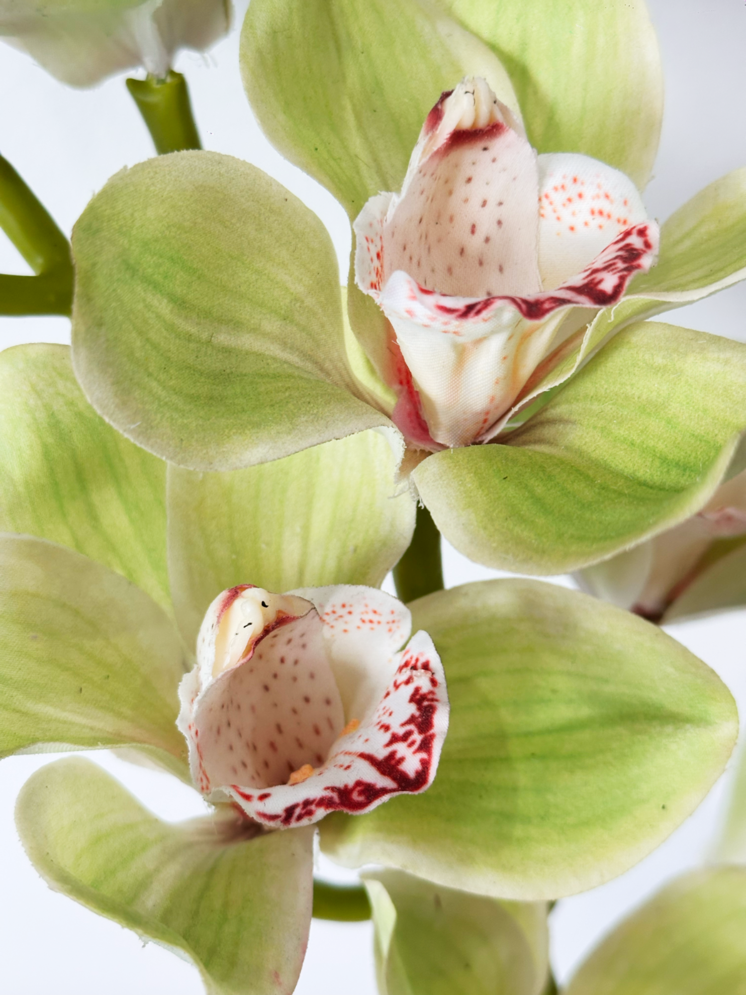 Orquídea Cymbidium Amaranton de 81 cm con tacto real - Verde