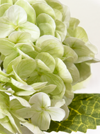 Amaranton 21" Real touch Western Hydrangea - Light Green