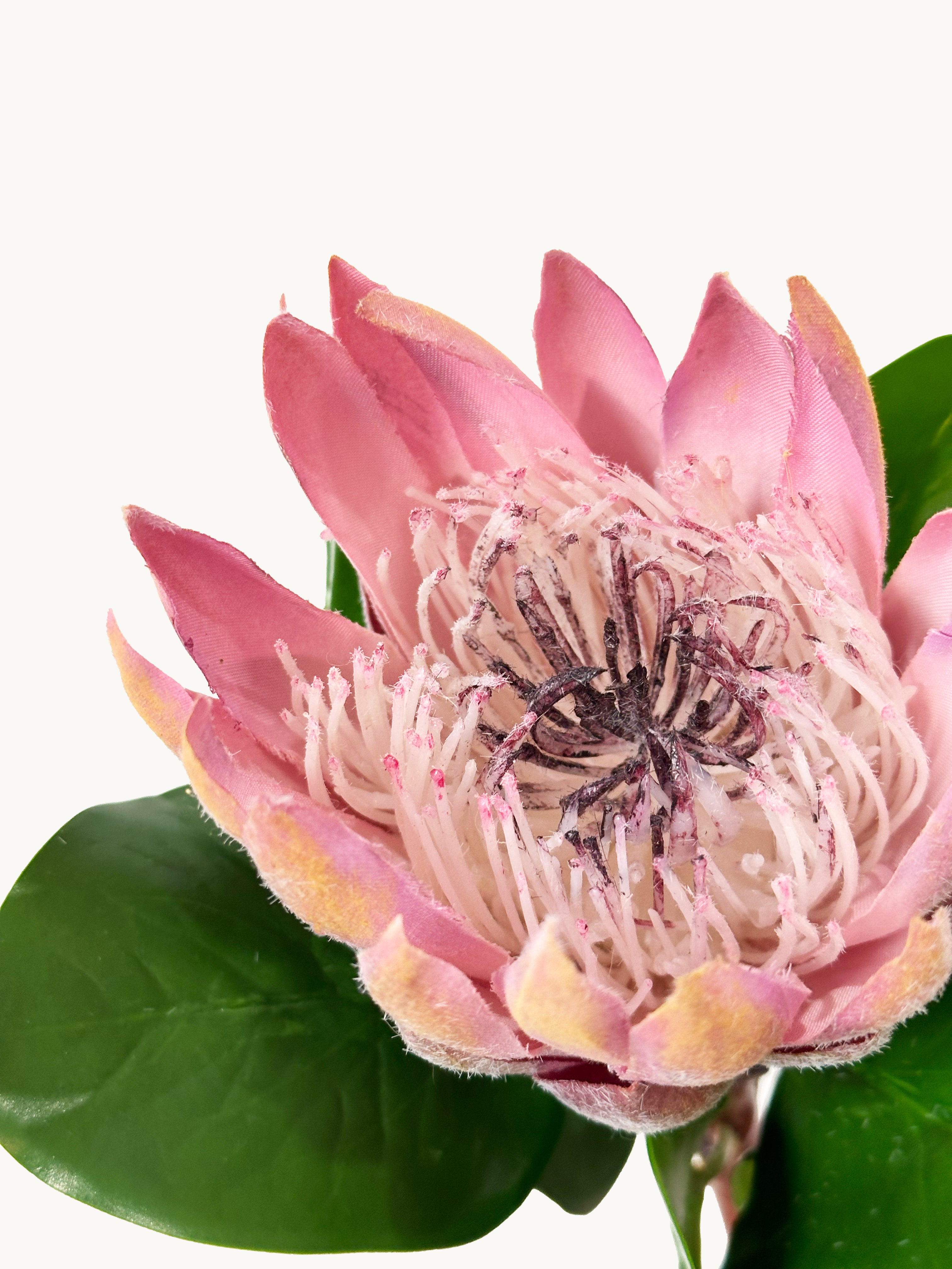 Amaranton 26" Realistic Pink King Protea-Bloom