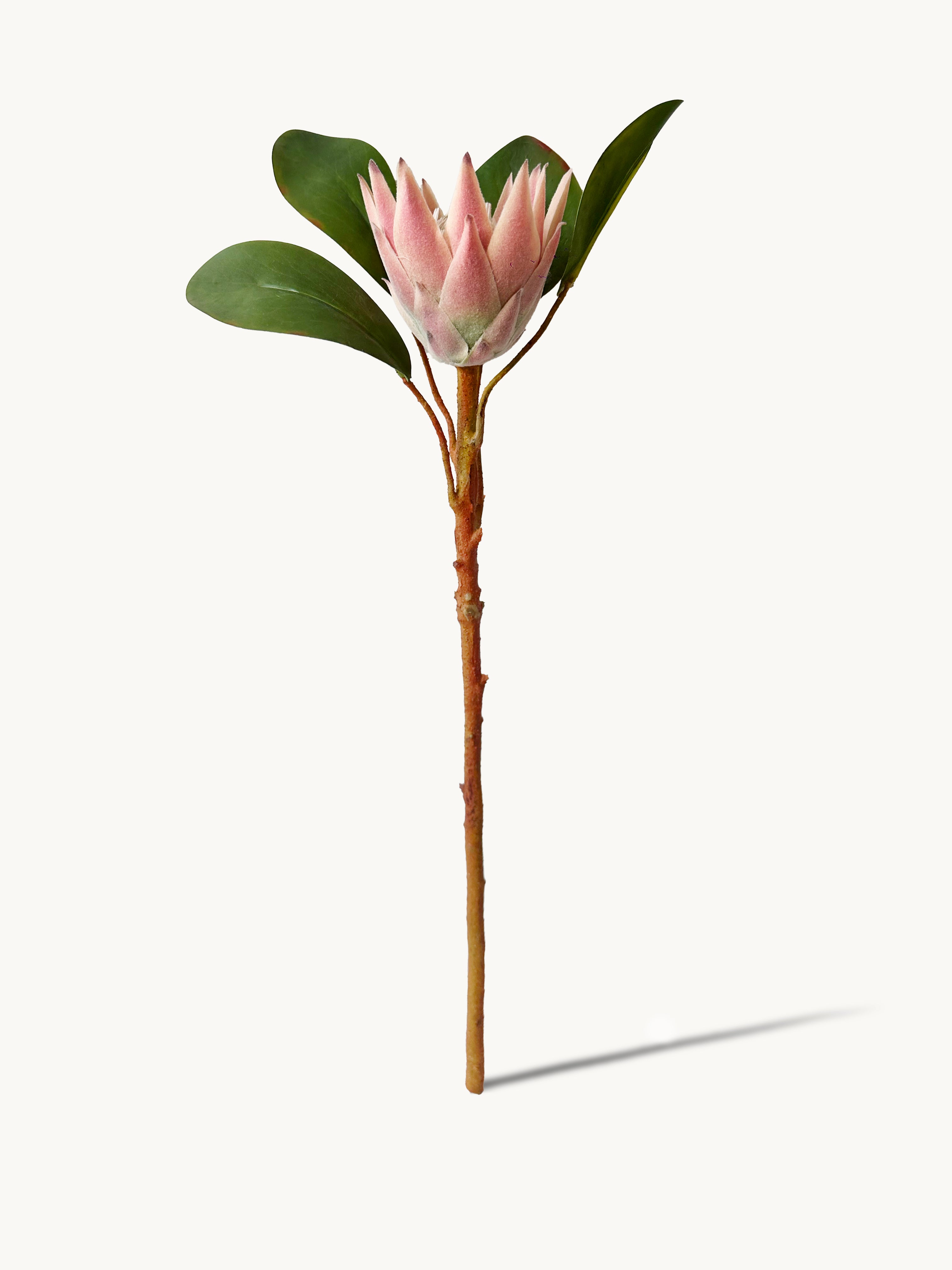 Amaranton 22" Real Touch King Protea – Half Bloom