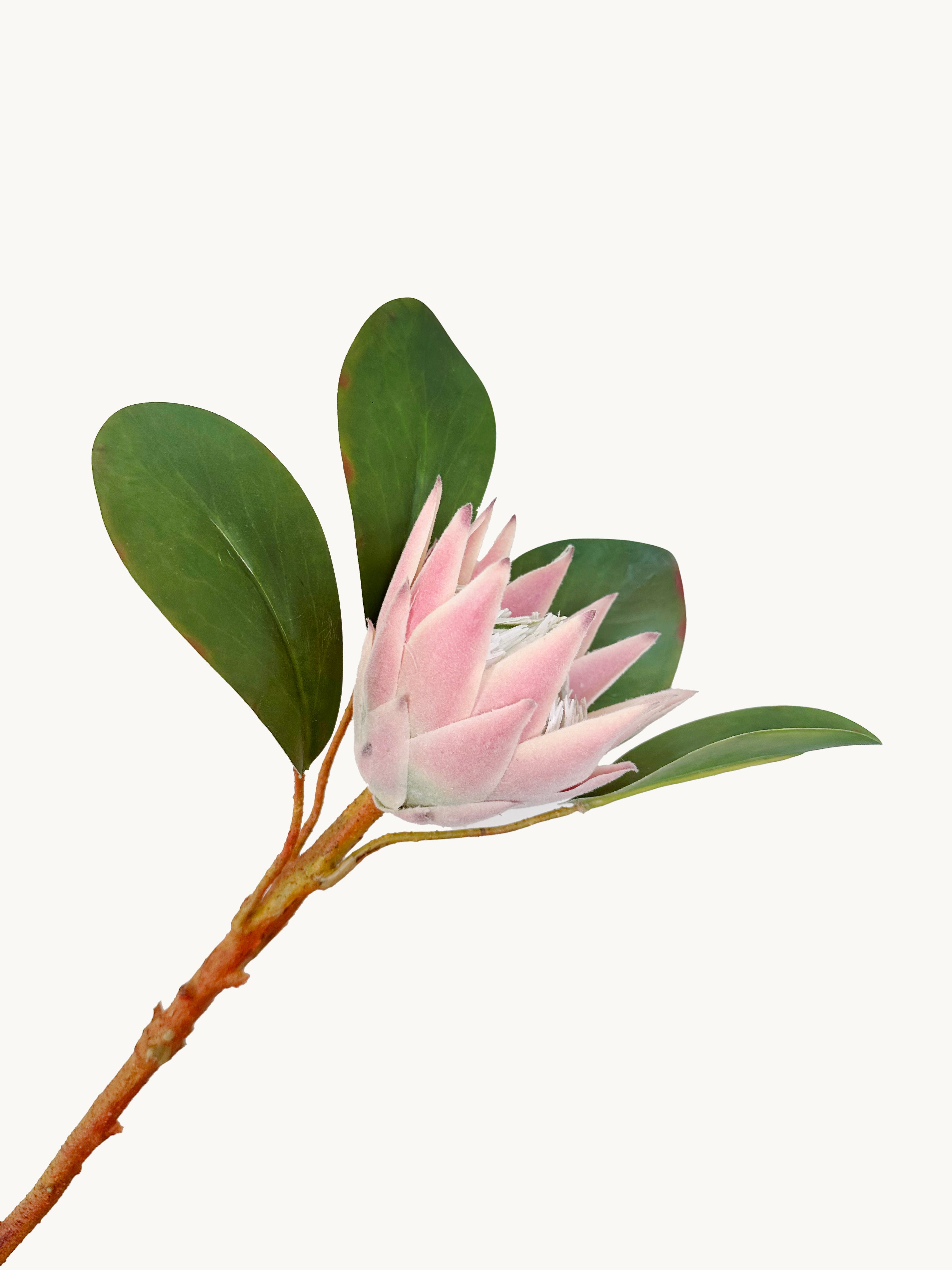 Amaranton 22" Real Touch King Protea – Half Bloom