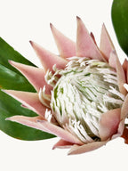 Amaranton 22" Real Touch King Protea – Half Bloom