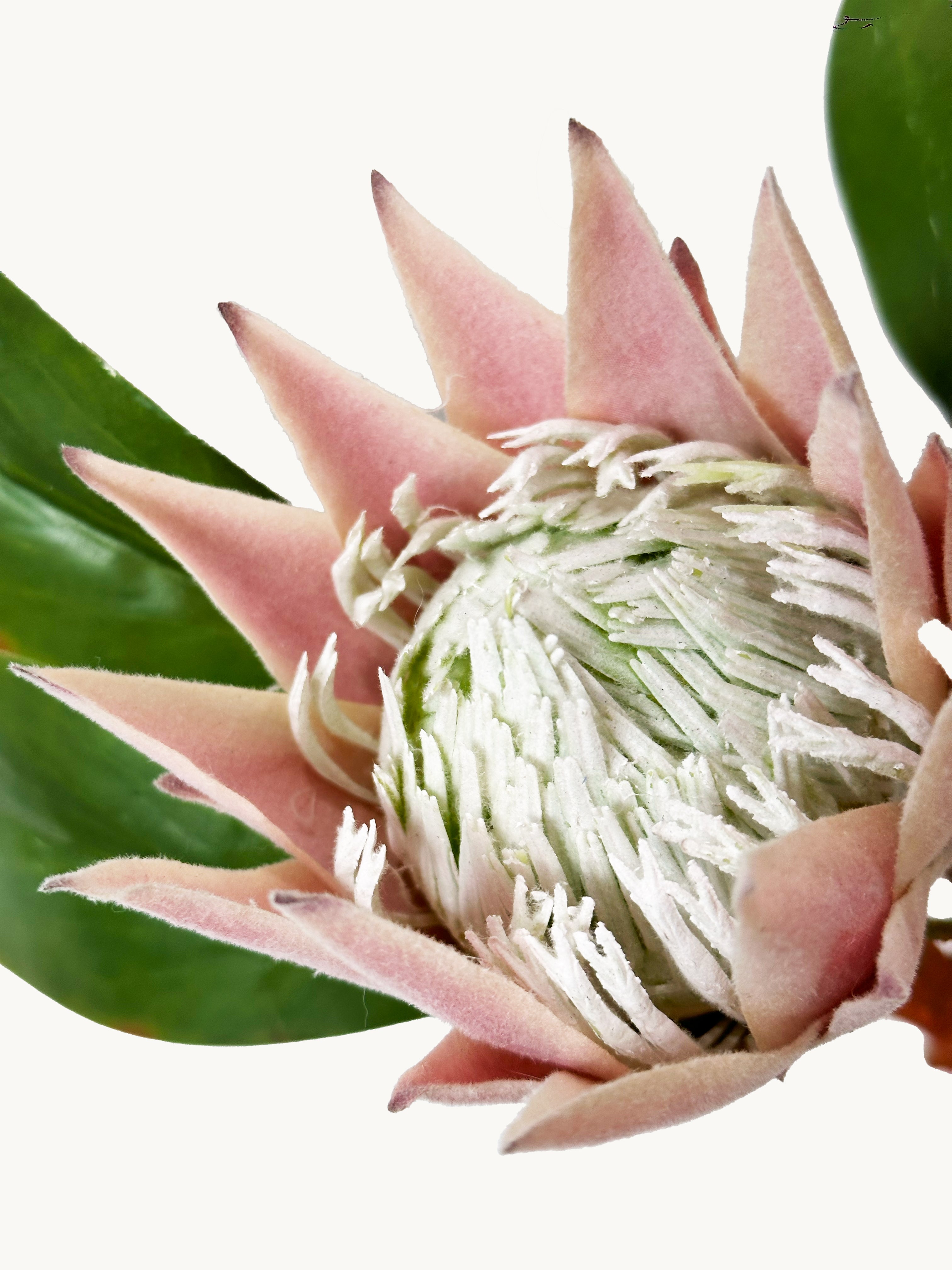 Amaranton 22" Real Touch King Protea – Half Bloom