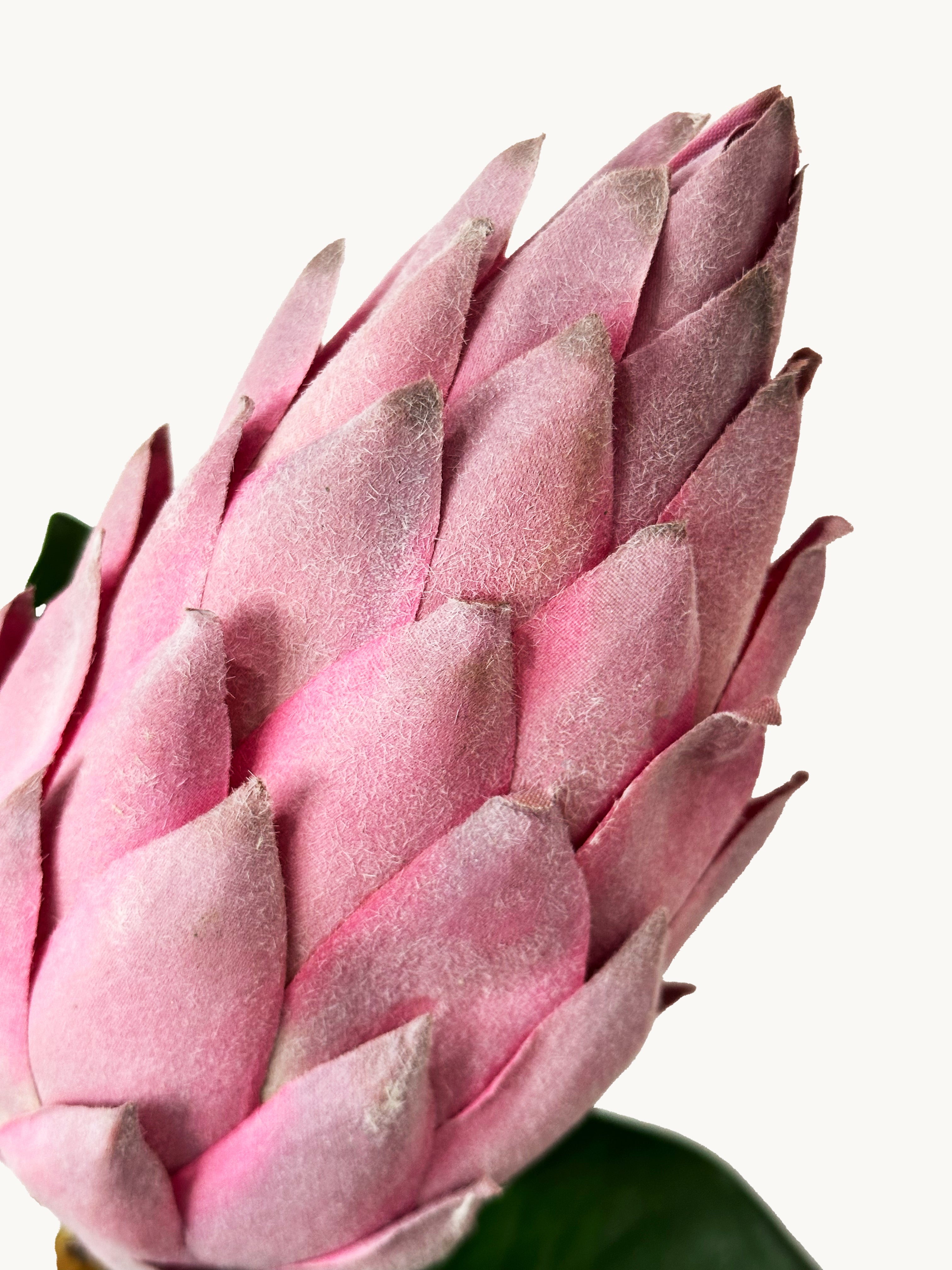 Amaranton 28" Real Touch King Protea Bud – Pagoda Style