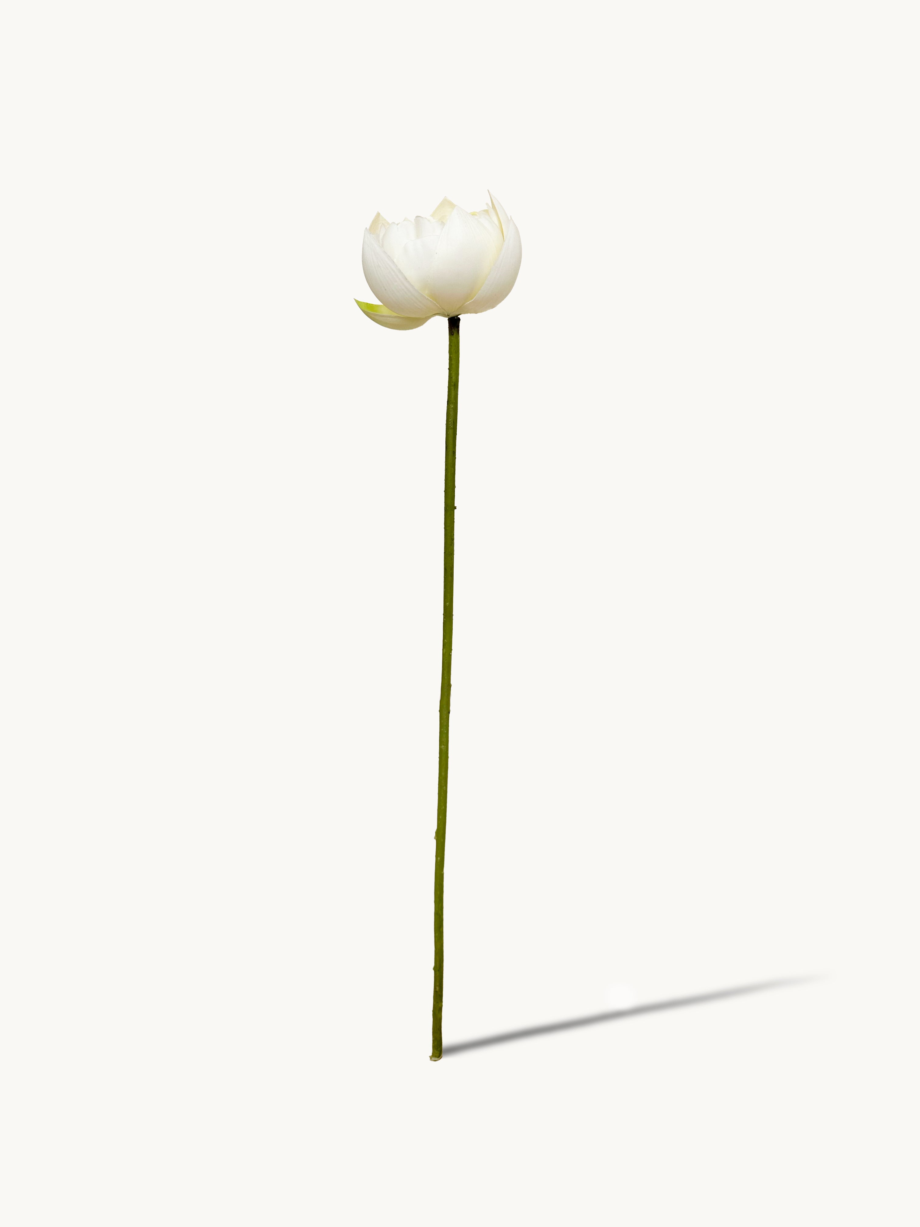 Amaranton 26" Real touch Lotus Flower - White