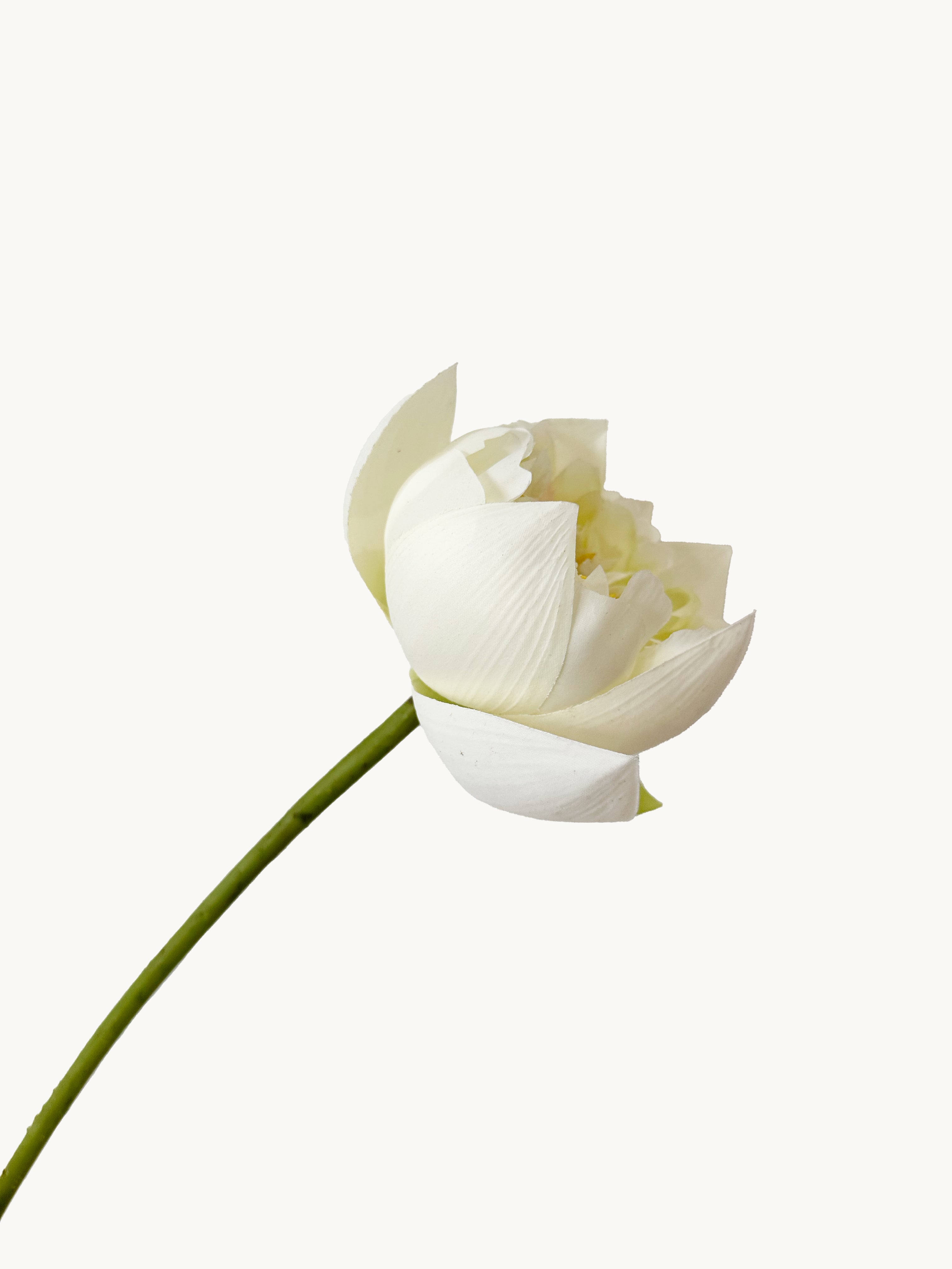 Amaranton 26" Real touch Lotus Flower - White