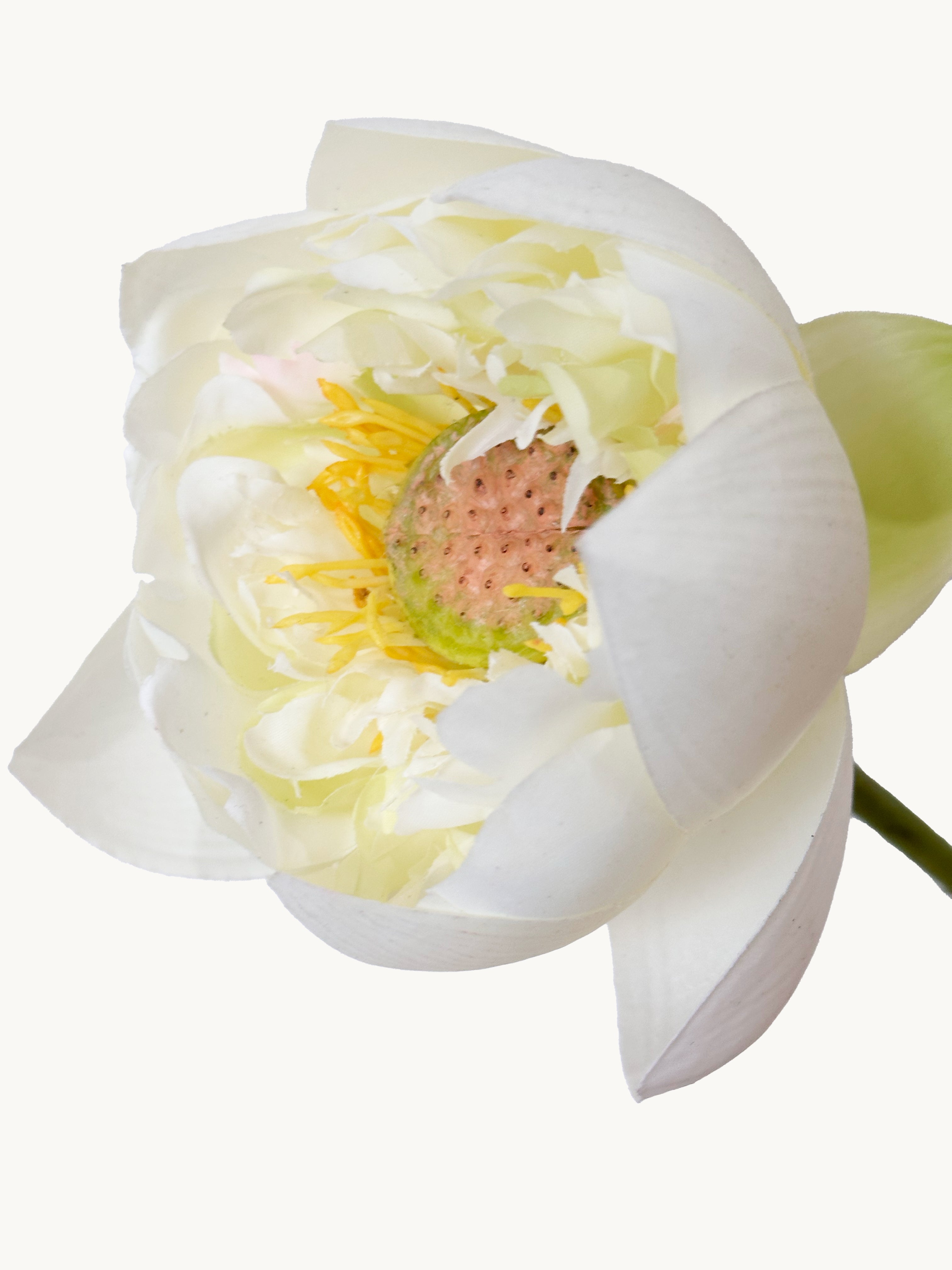 Amaranton 26" Real touch Lotus Flower - White