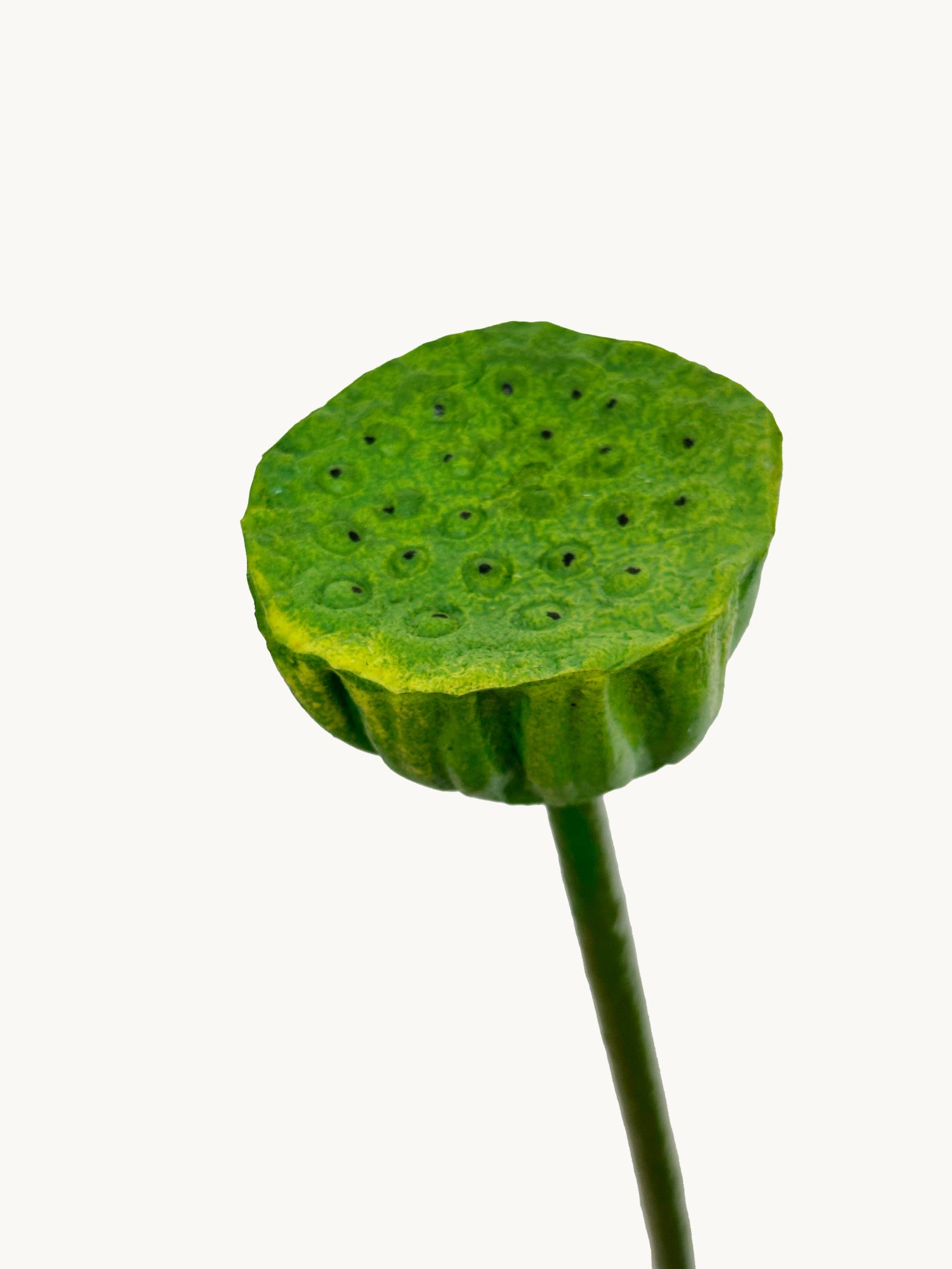 Amaranton™ 29" Artificial Lotus Seedpod - Green