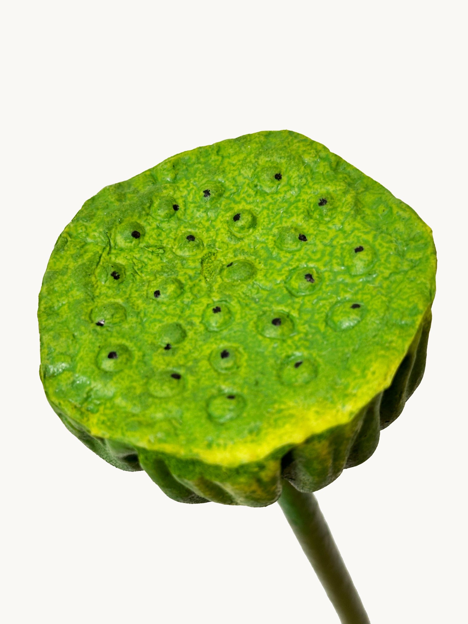 Amaranton™ 29" Artificial Lotus Seedpod - Green