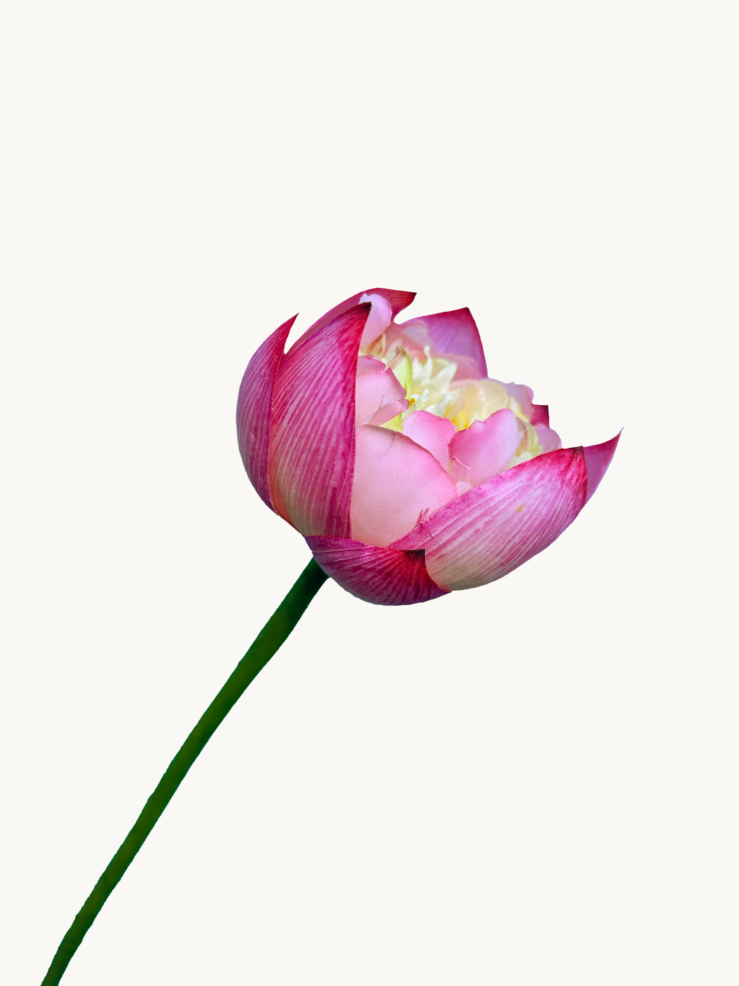 Amaranton 25.6" Flor de loto de tacto real - Rosa