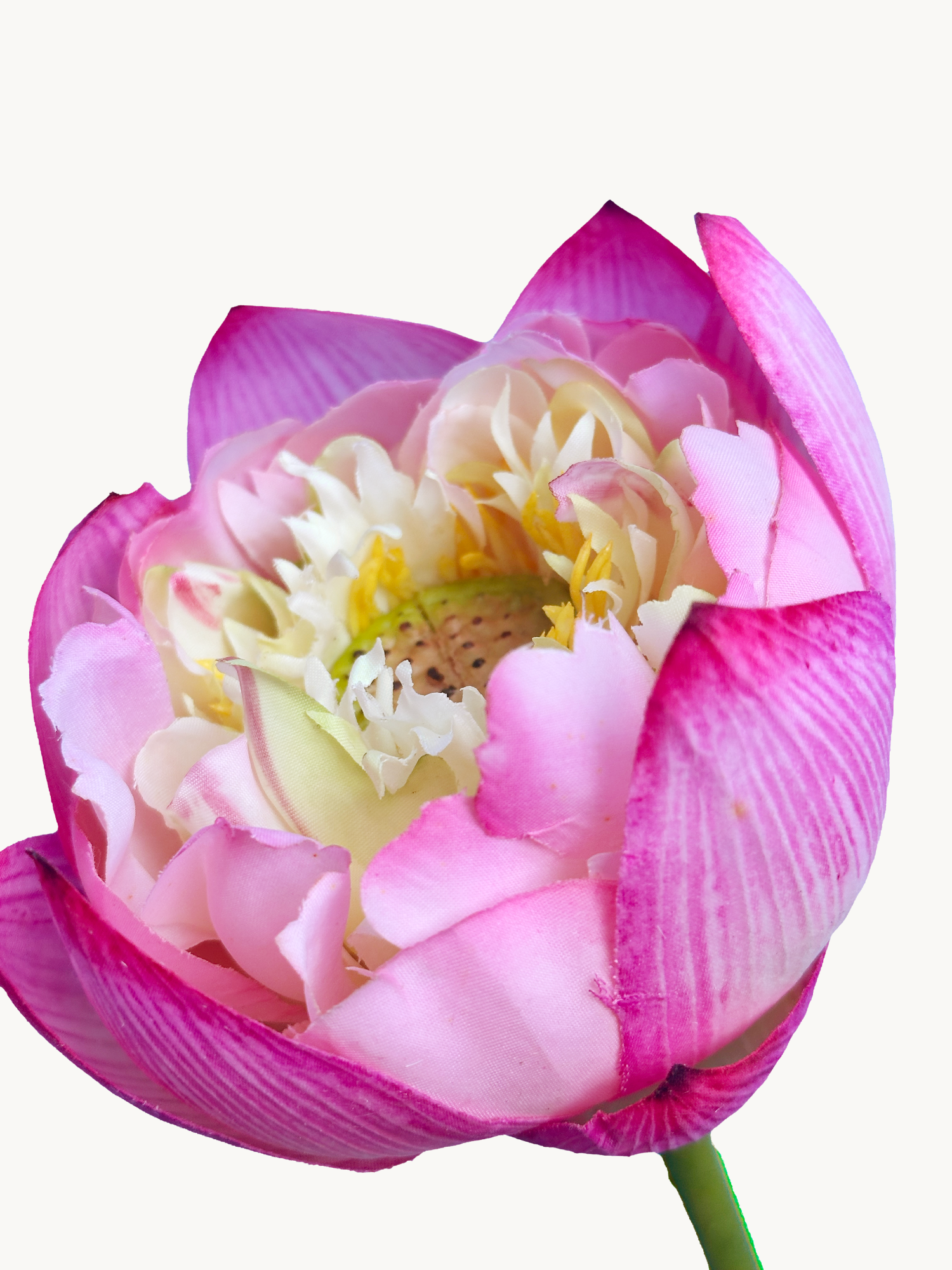 Amaranton 25.6" Flor de loto de tacto real - Rosa