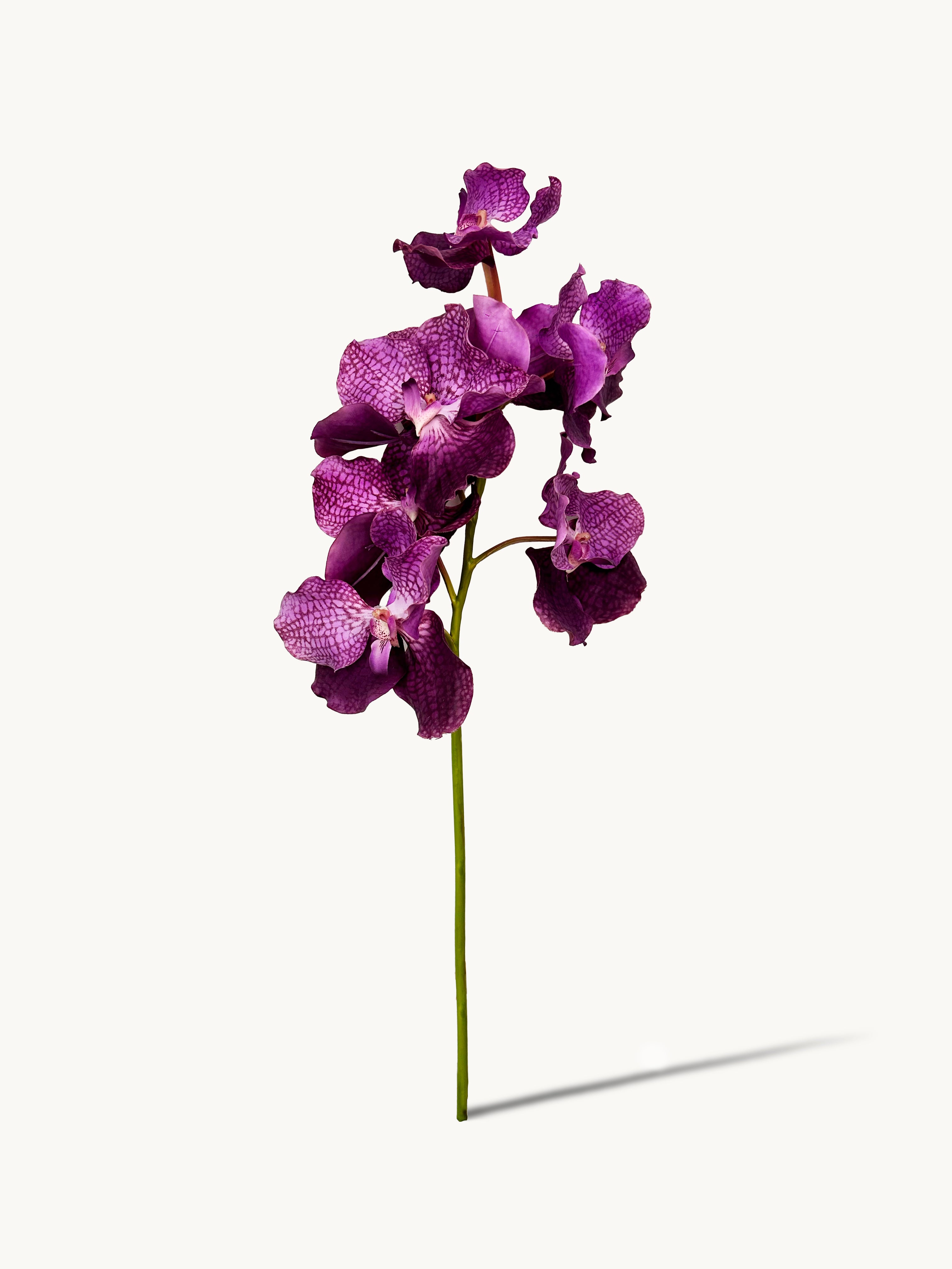 Amaranton 24" Real Touch Vanda Orchid - Purple