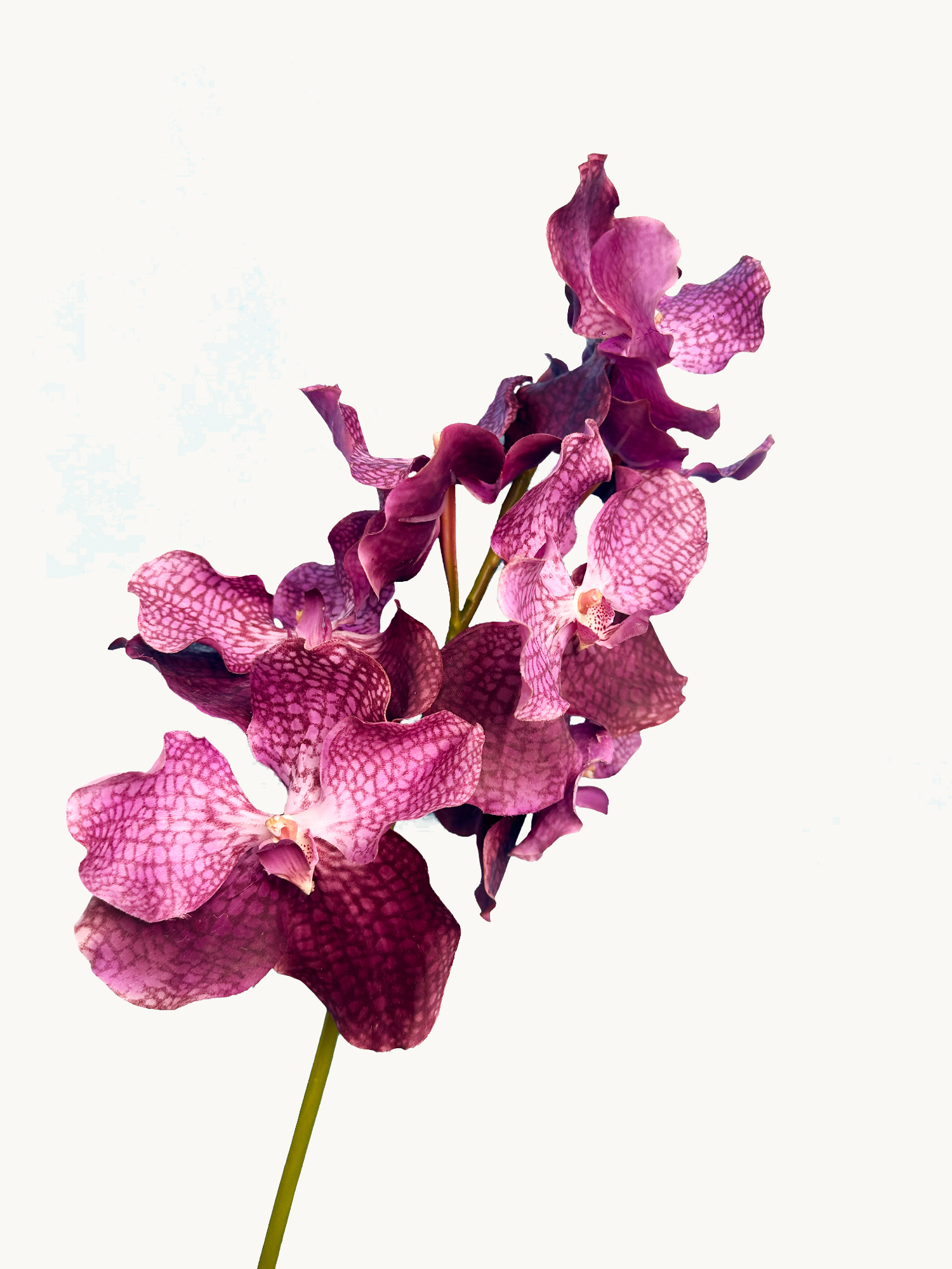 Orquídea Vanda Amaranton de 24" con tacto real - Morada