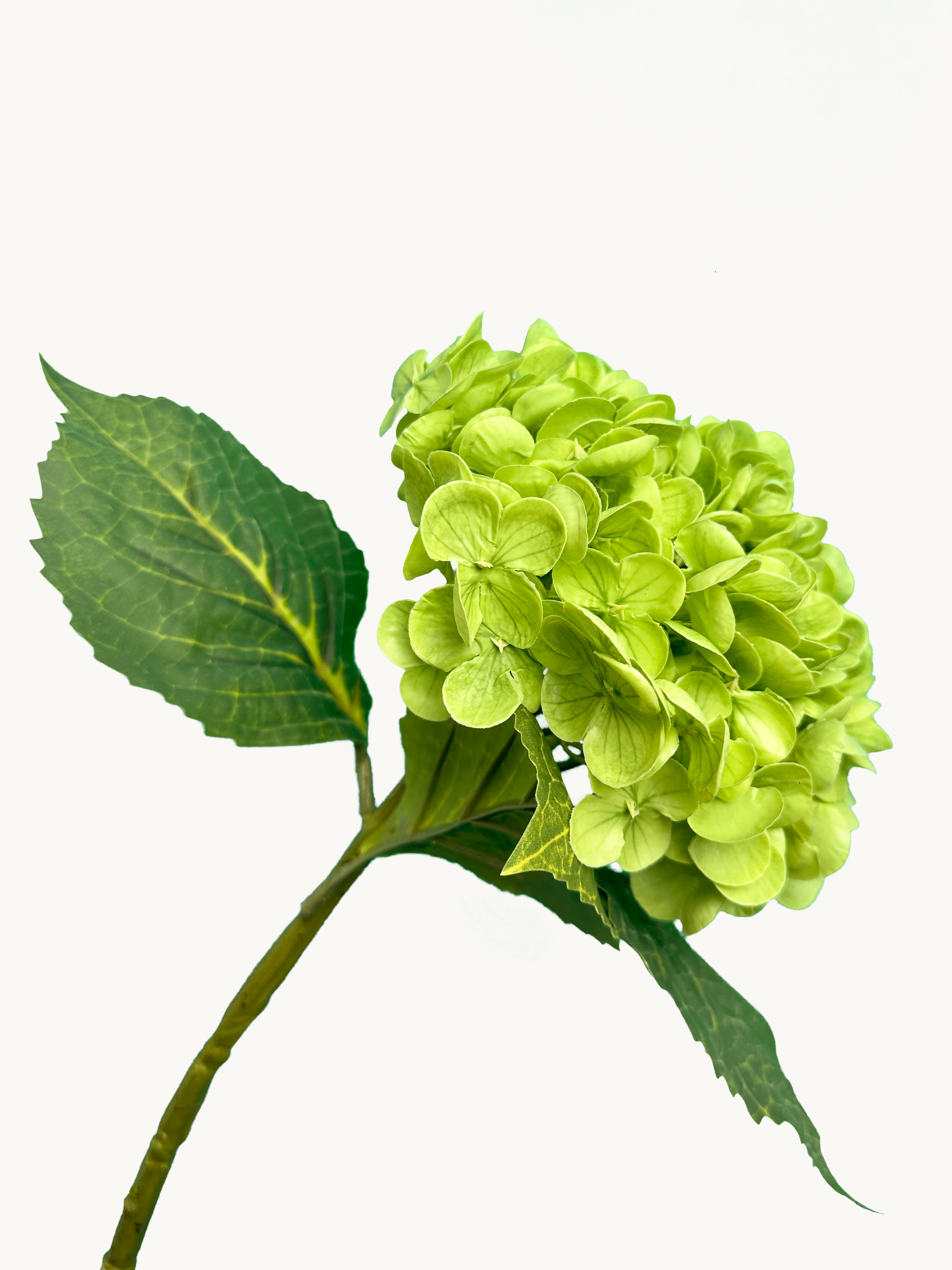 Amaranton 21" Real touch Western Hydrangea - Green