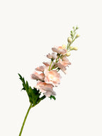 Amaranton 28" Real Touch Silk Double Petal Delphinium - Champagne