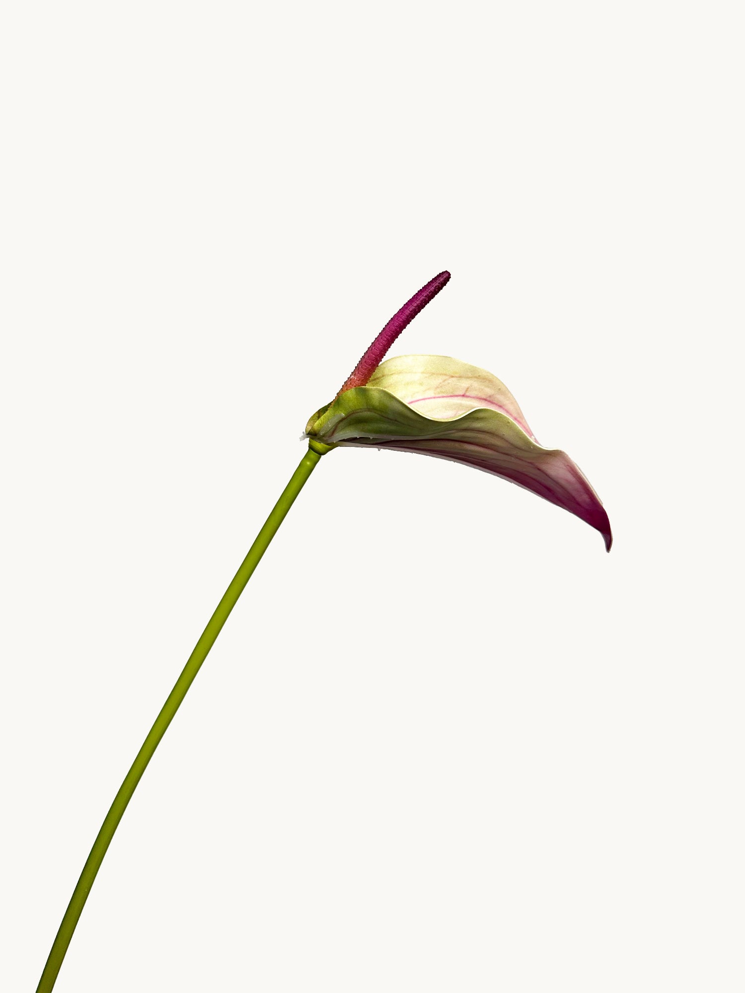 Amaranton™ 28" Realistica™ Anthurium with Spadix - Purple