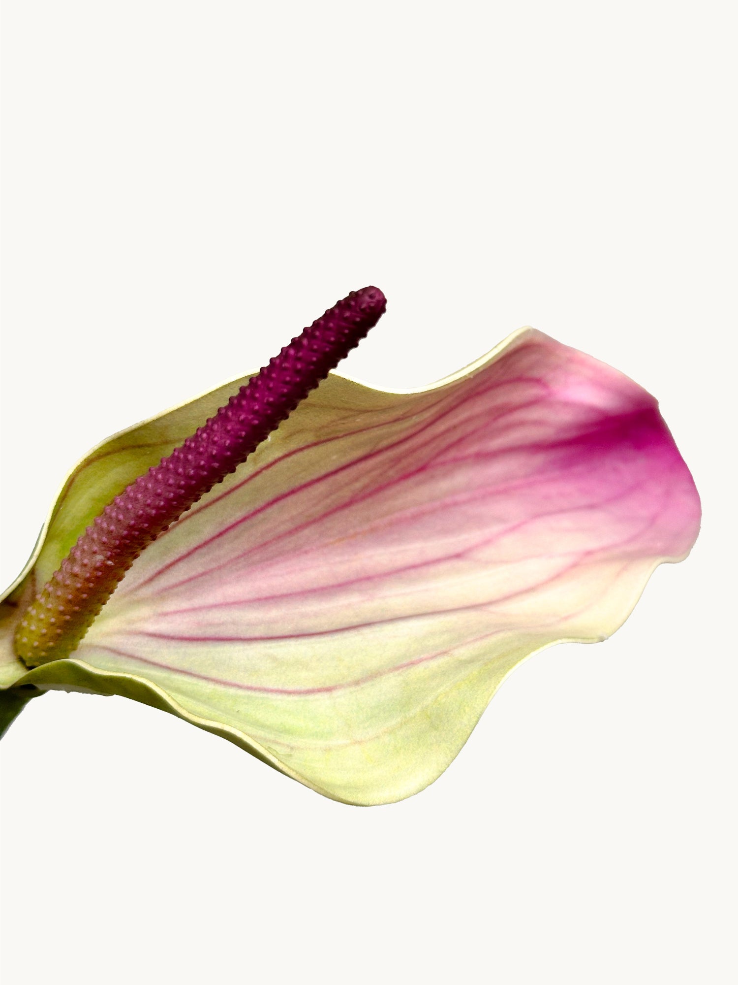 Amaranton™ 28" Realistica™ Anthurium with Spadix - Purple