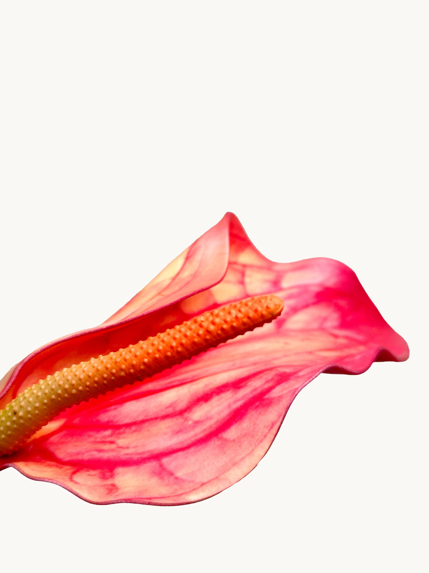 Amaranton™ 28" Realistica™ Anthurium with Spadix - Orange