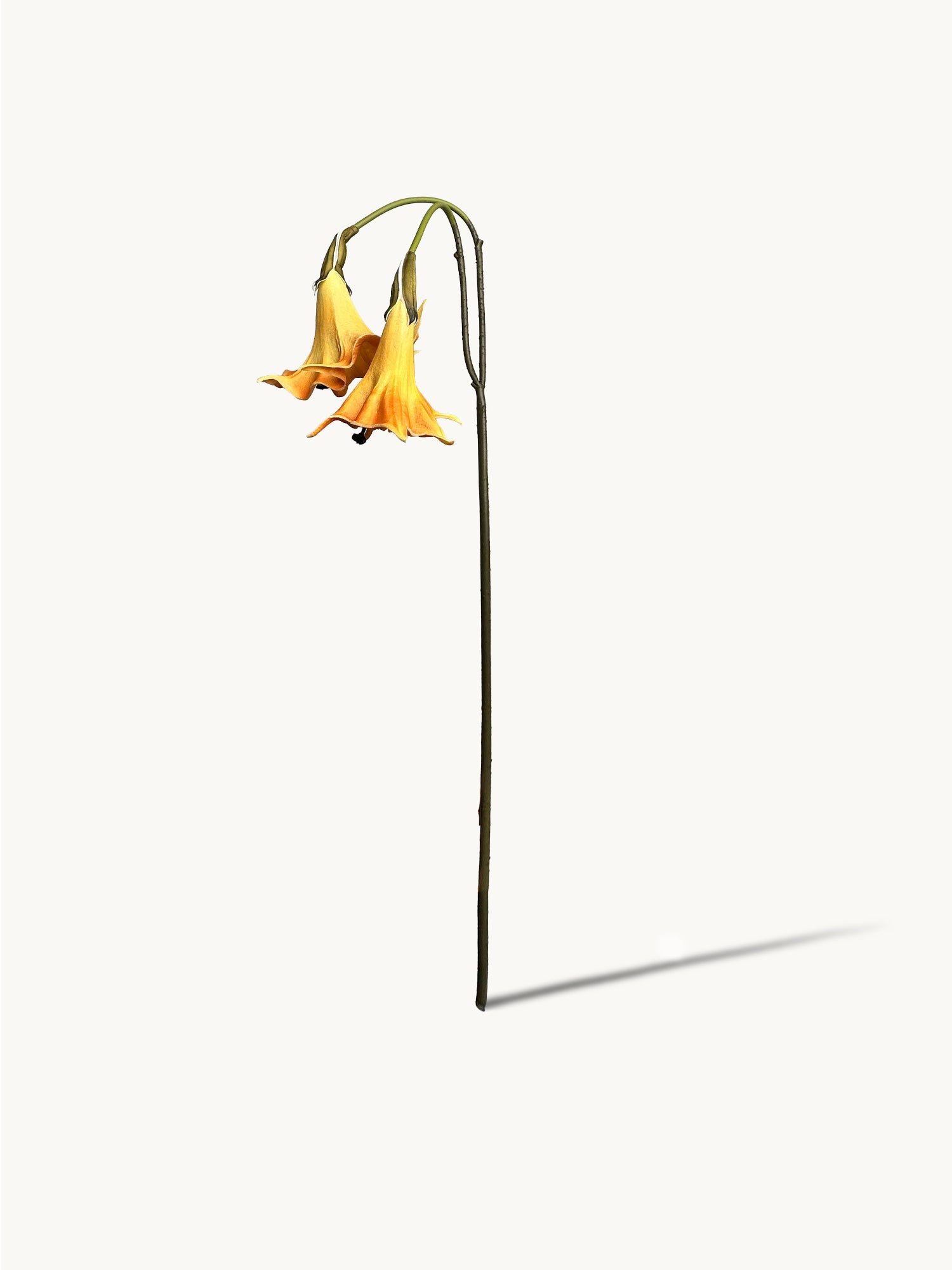 Amaranton™ 24" Realistica™ 2 - Bloom Angel's Trumpet - Orange