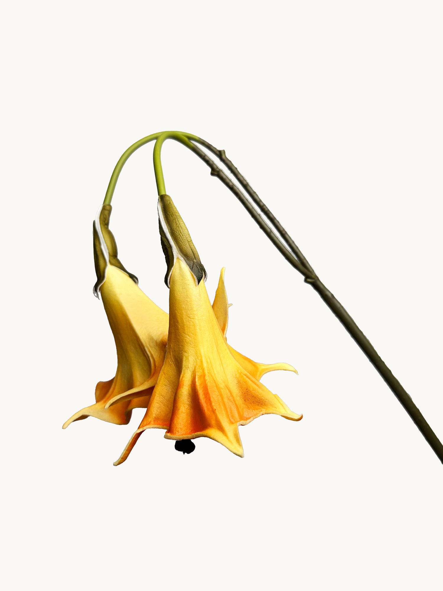 Amaranton™ 24" Realistica™ 2 - Bloom Angel's Trumpet - Orange