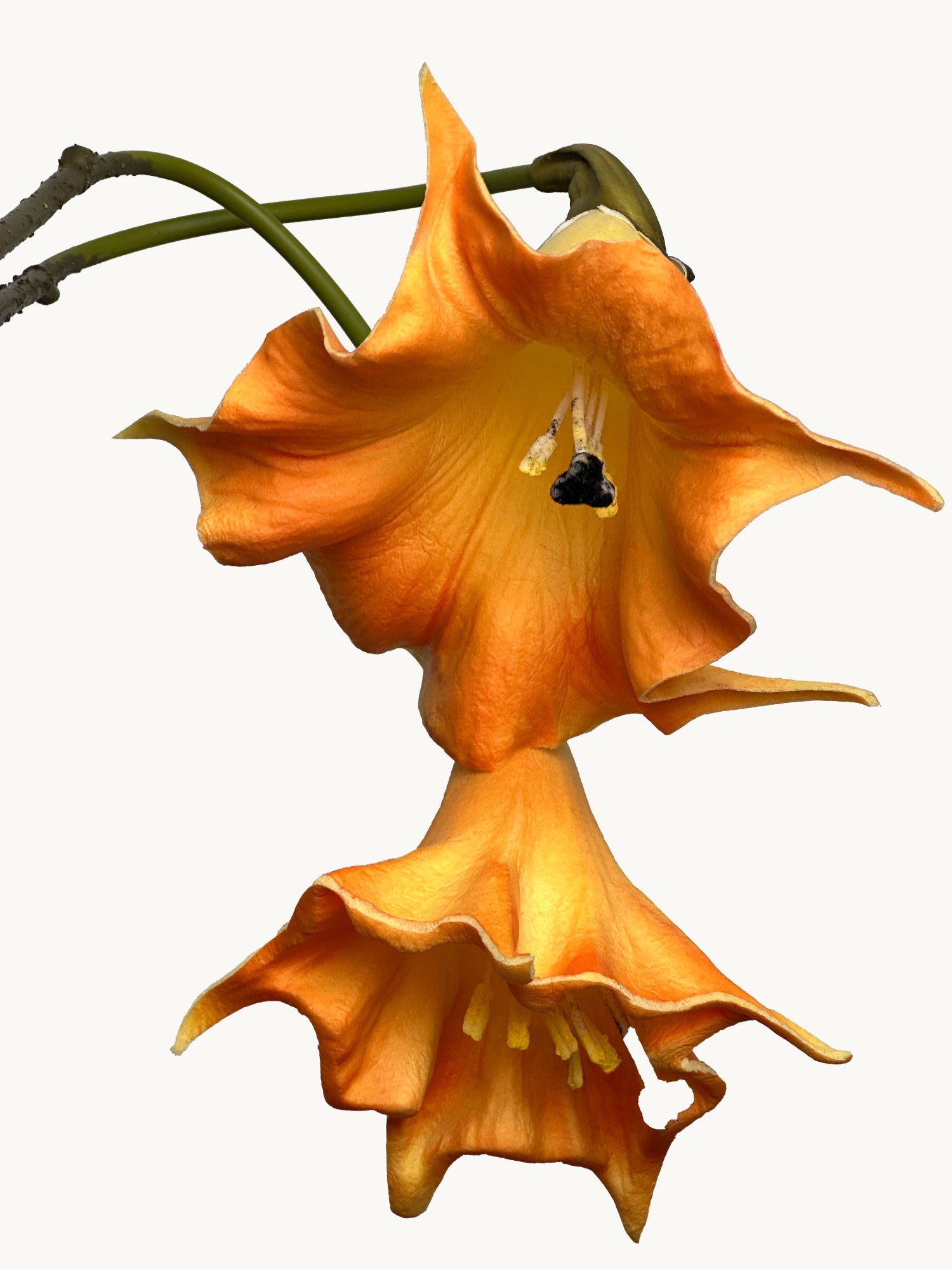Amaranton™ 24" Realistica™ 2 - Bloom Angel's Trumpet - Orange