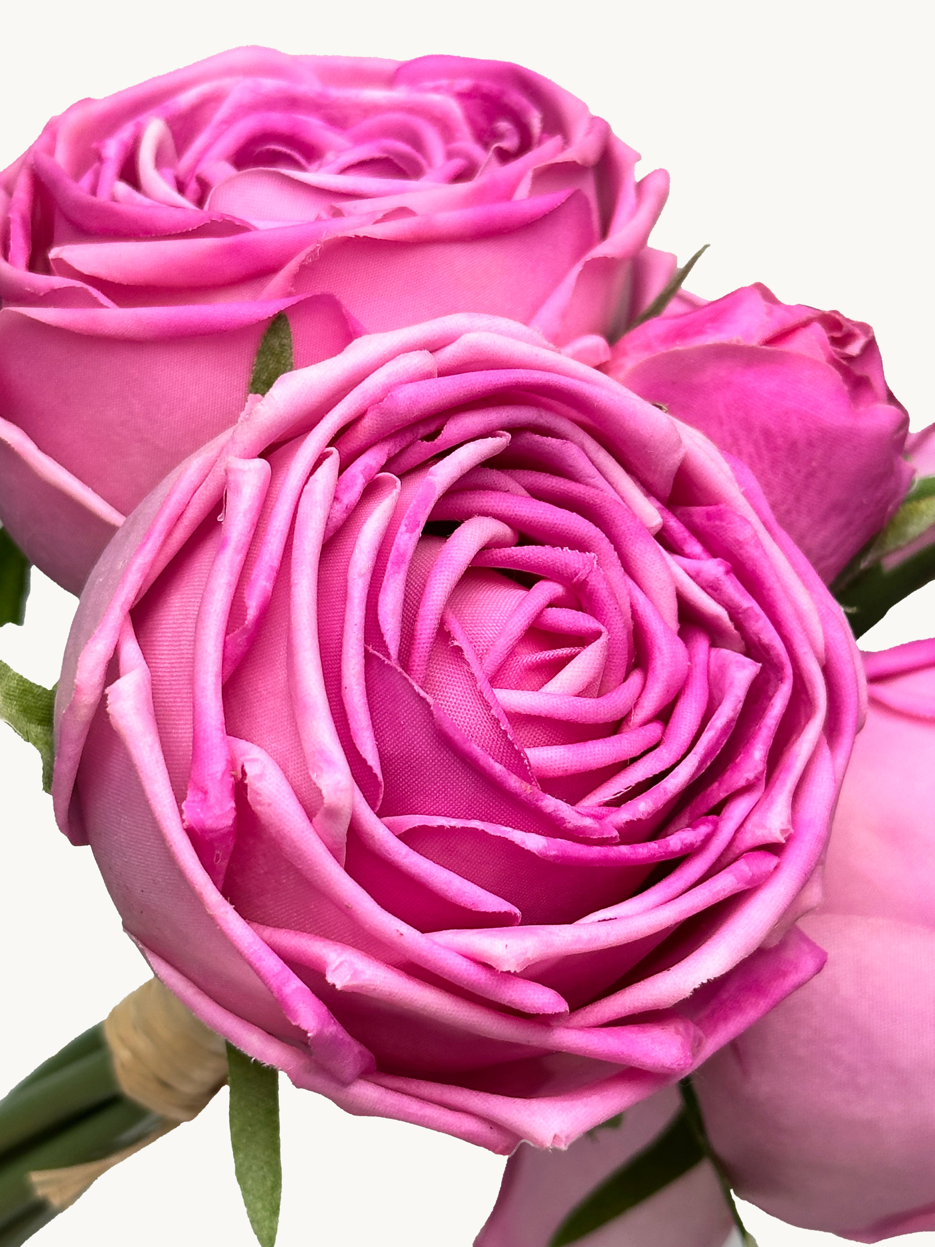 Amaranton 8" Real touch Bundle of 6 Cabbage Rose Stems - Fuchsia