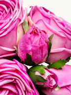 Amaranton 8" Real touch Bundle of 6 Cabbage Rose Stems - Fuchsia