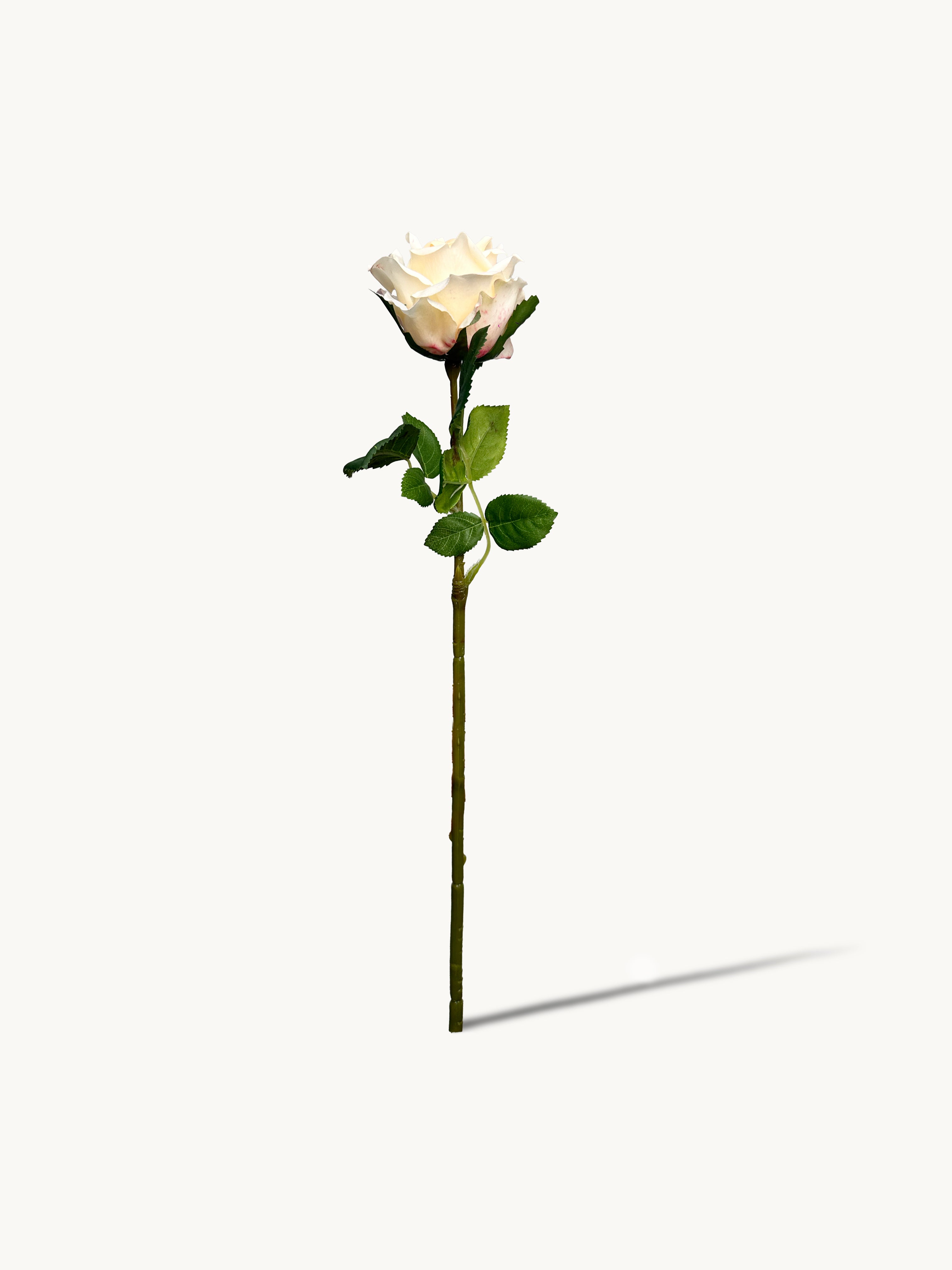 Amaranton 17" Real touch English Rose - Champagne