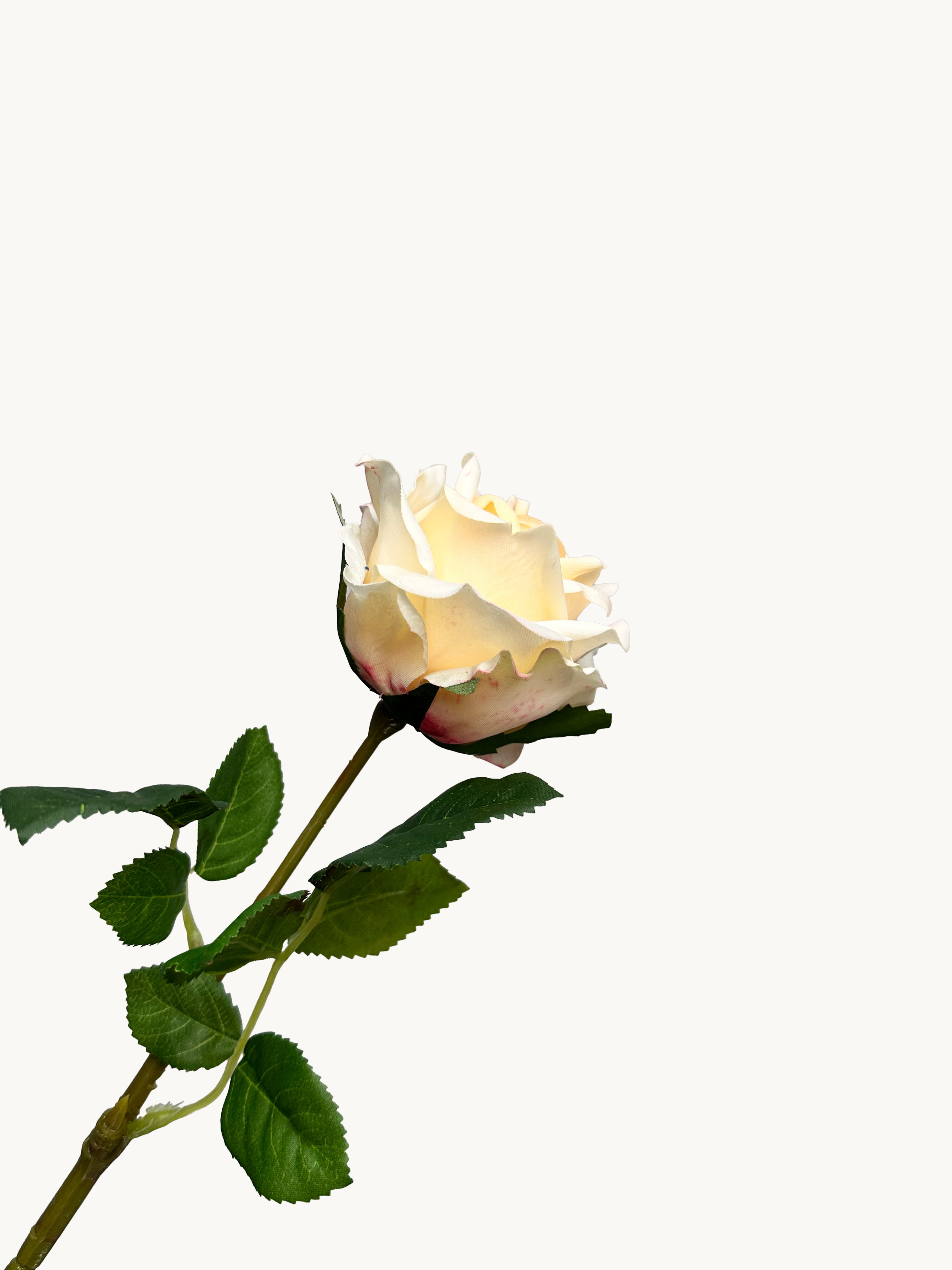 Amaranton 17" Real touch English Rose - Champagne