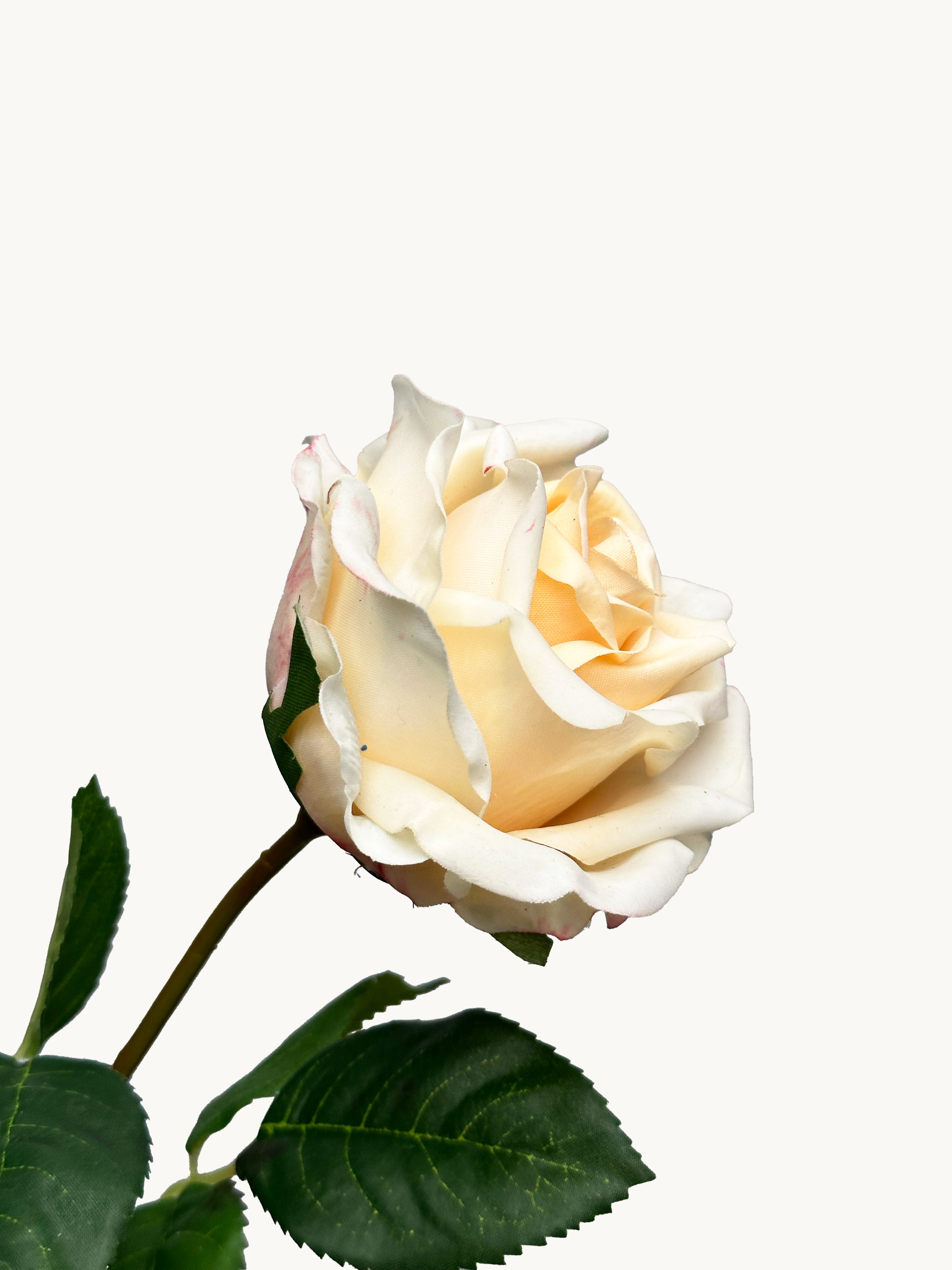 Amaranton 17" Real touch English Rose - Champagne