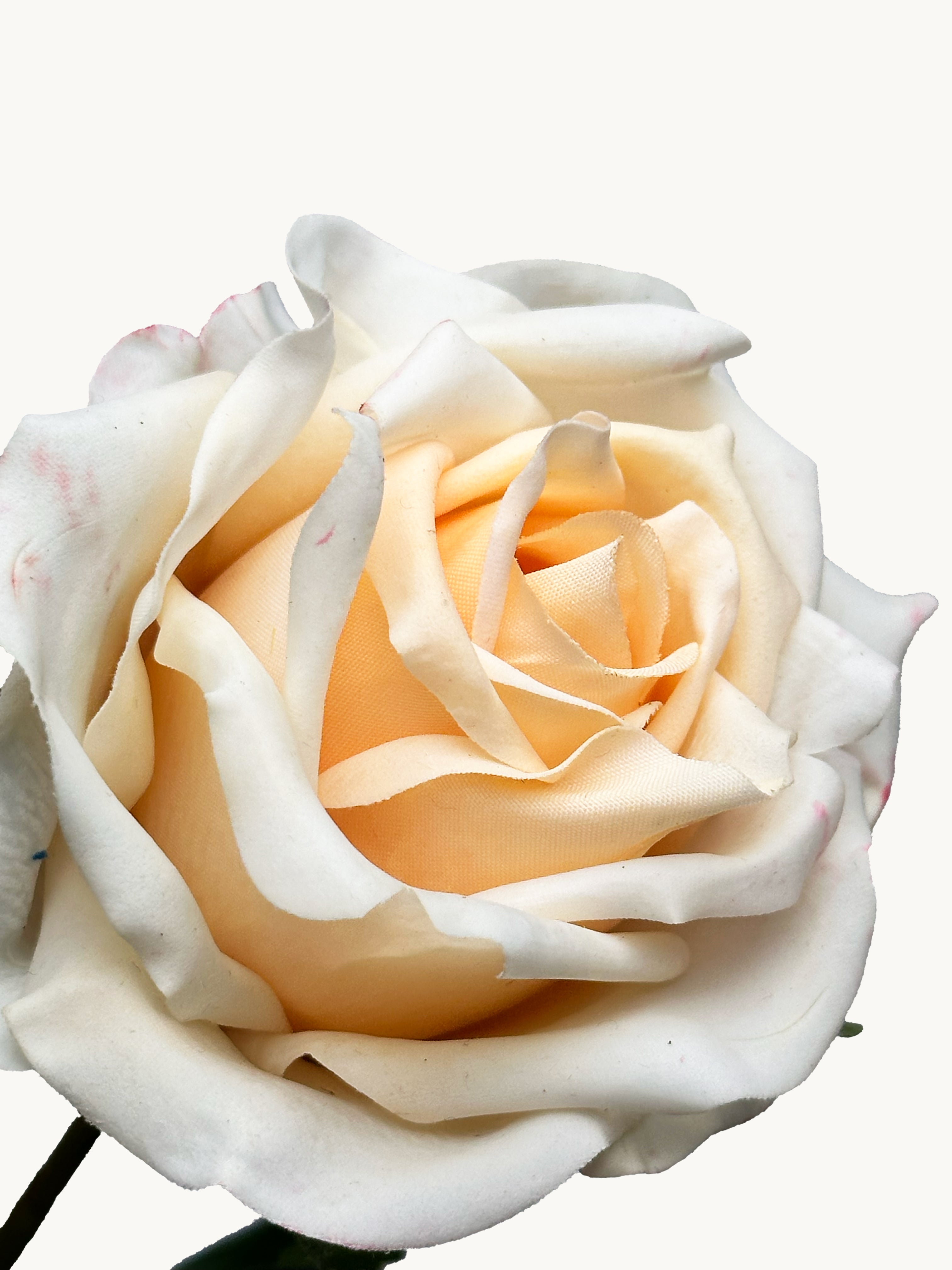 Amaranton 17" Real touch English Rose - Champagne