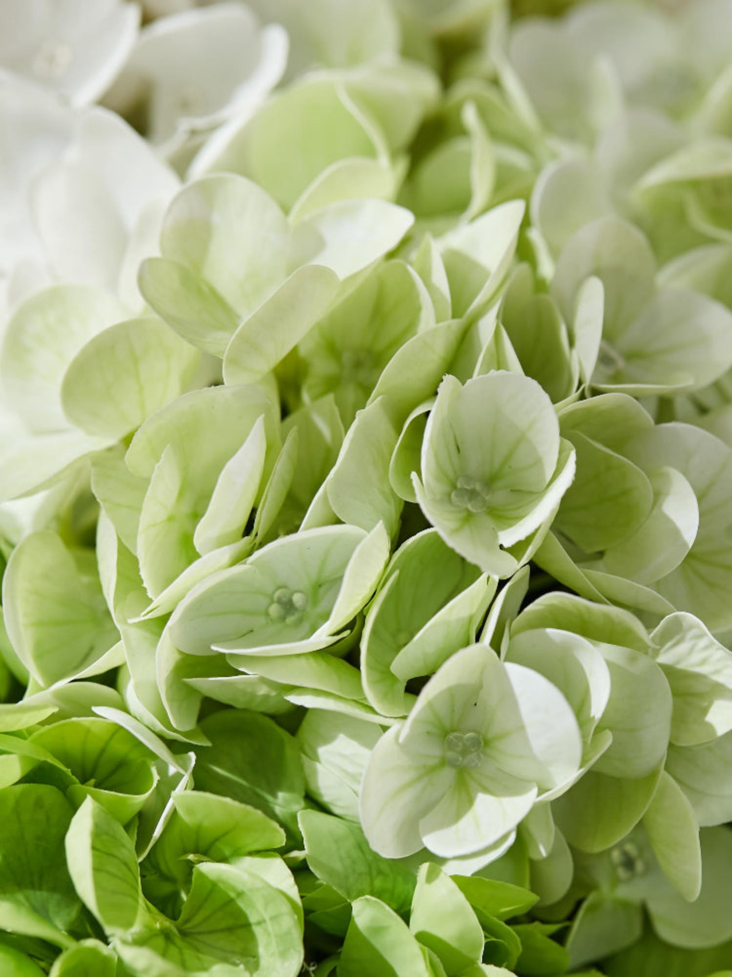 Arreglo de hortensias Amaranton Garden Breeze